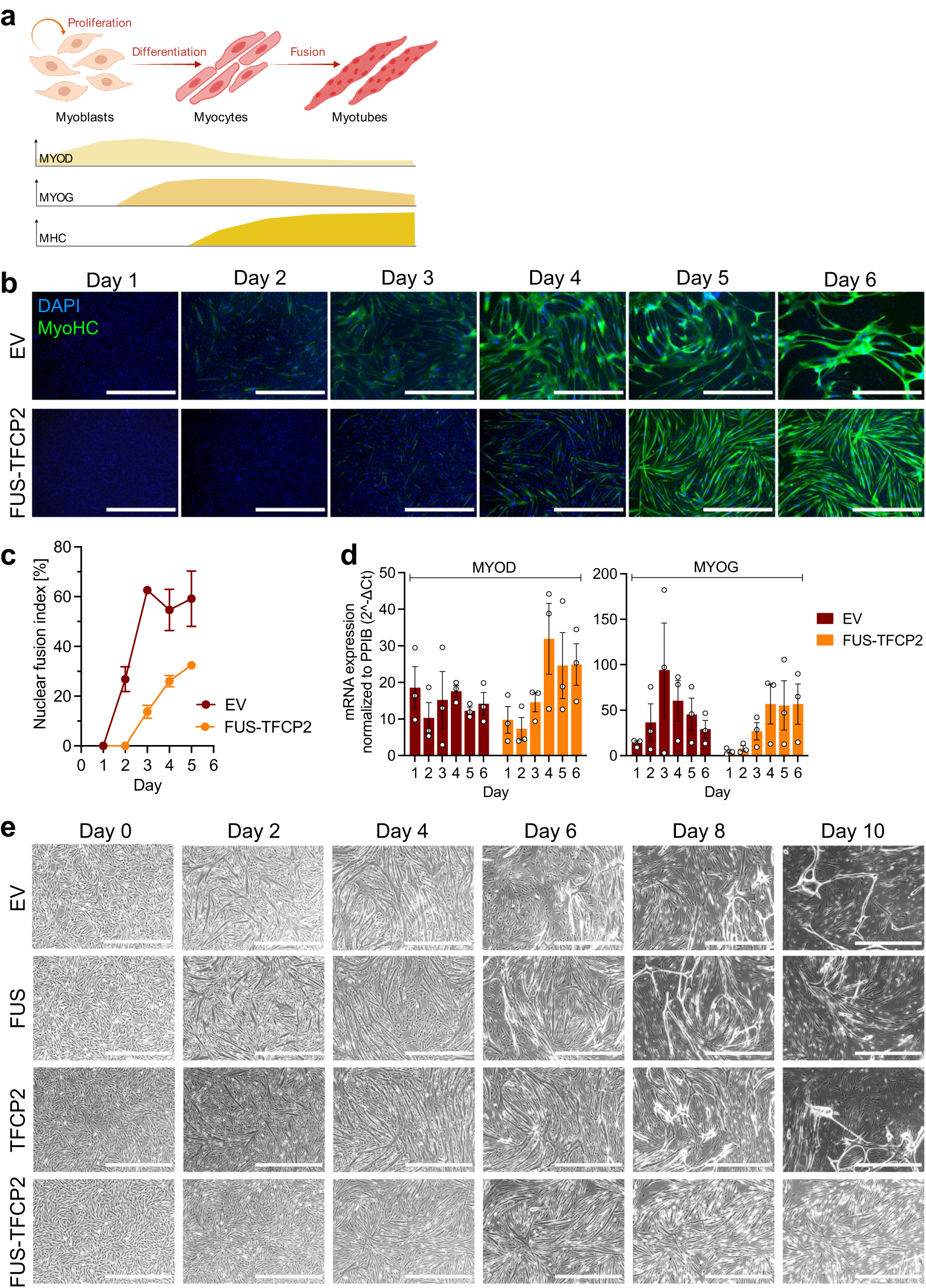Fig. 4: Effects of TFCP2 fusions on myogenic differentiation.