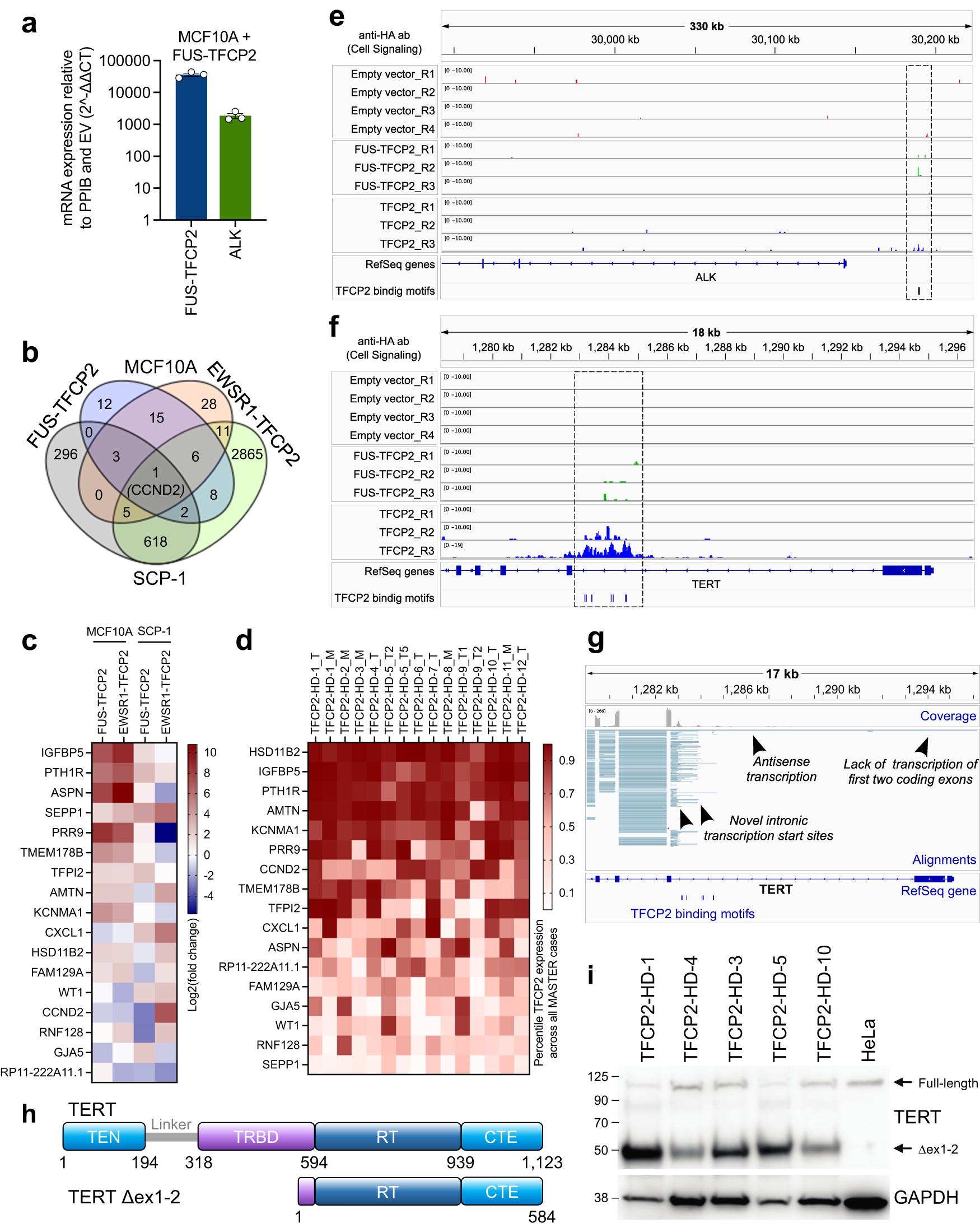 Fig. 5: Transcriptional effects of TFCP2 fusions.