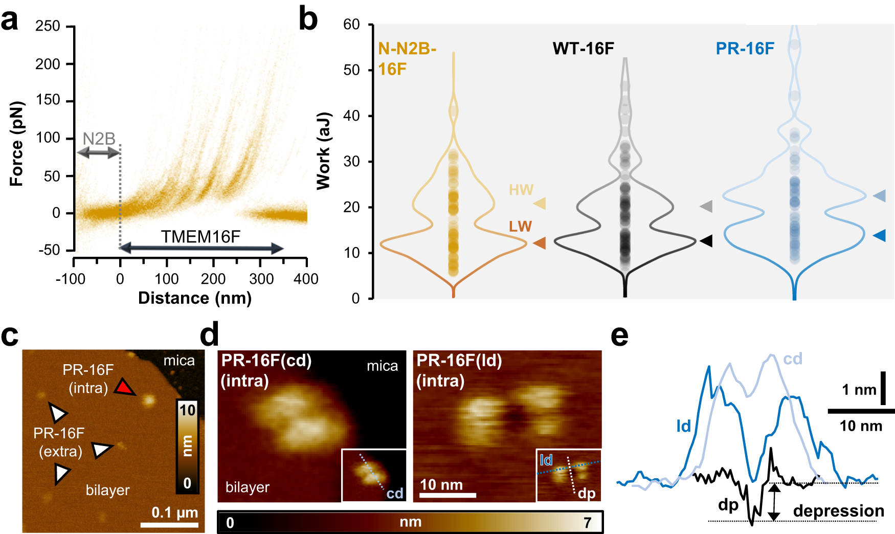 Fig. 2: Mechanical and structural features of TMEM16F.