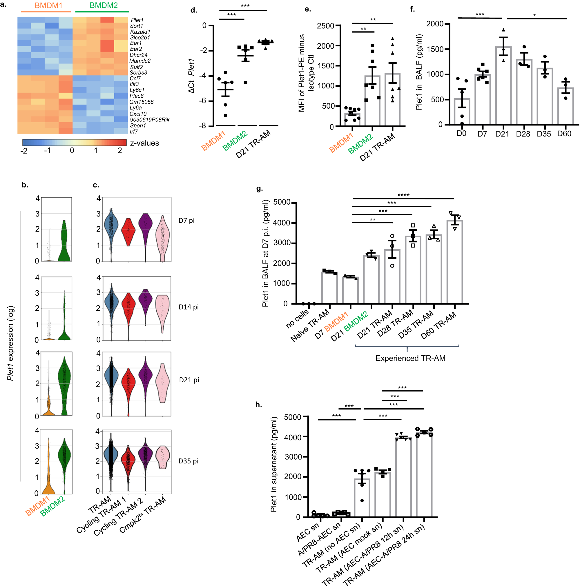 Fig. 4: BMDM2 and TR-AM are characterized by increased Plet1 expression and release compared to BMDM1.