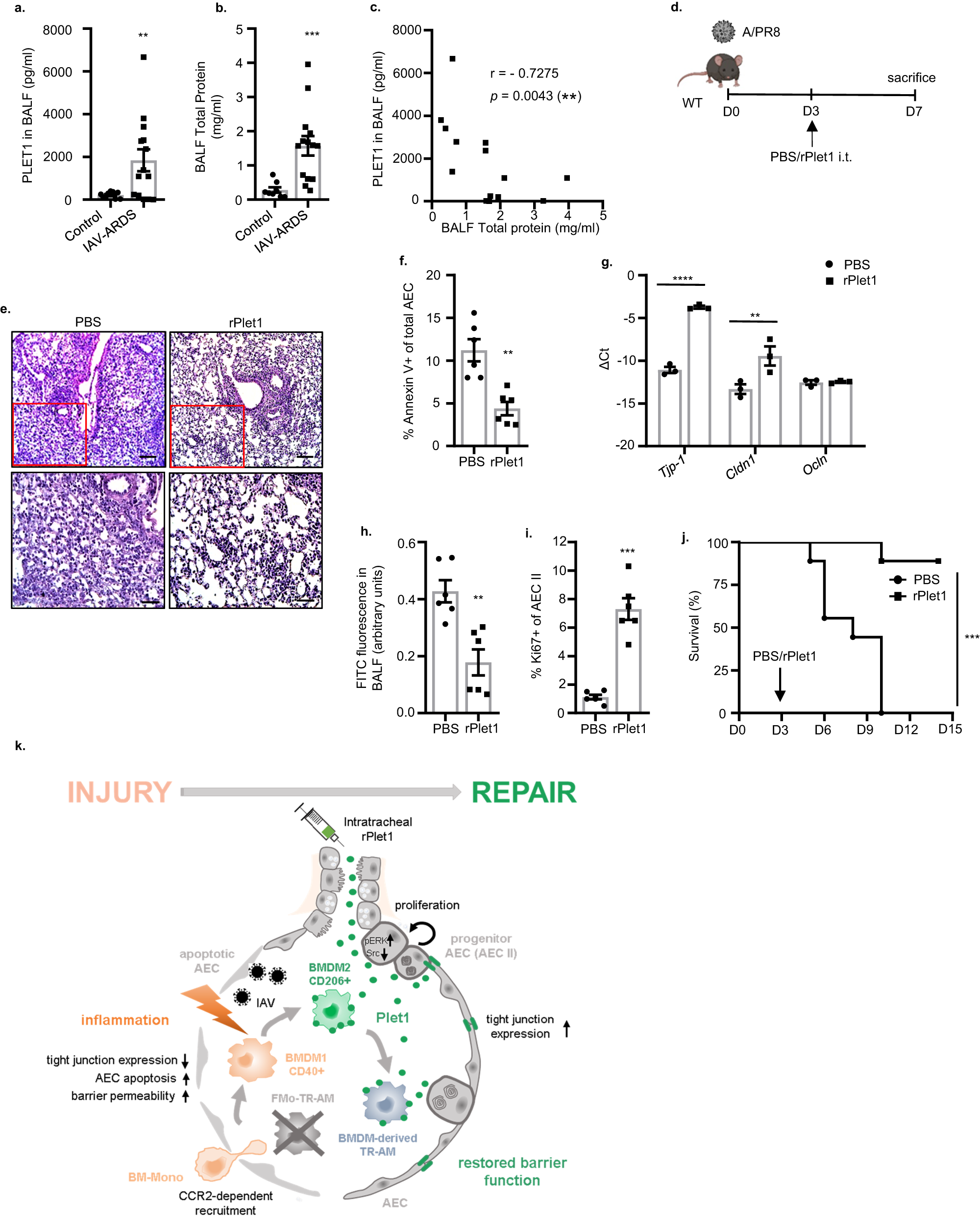 Fig. 7: PLET1 is present in patients with human IAV-induced ARDS and rPlet1 administration protects lung epithelial barrier function and rescues mice after lethal IAV infection.