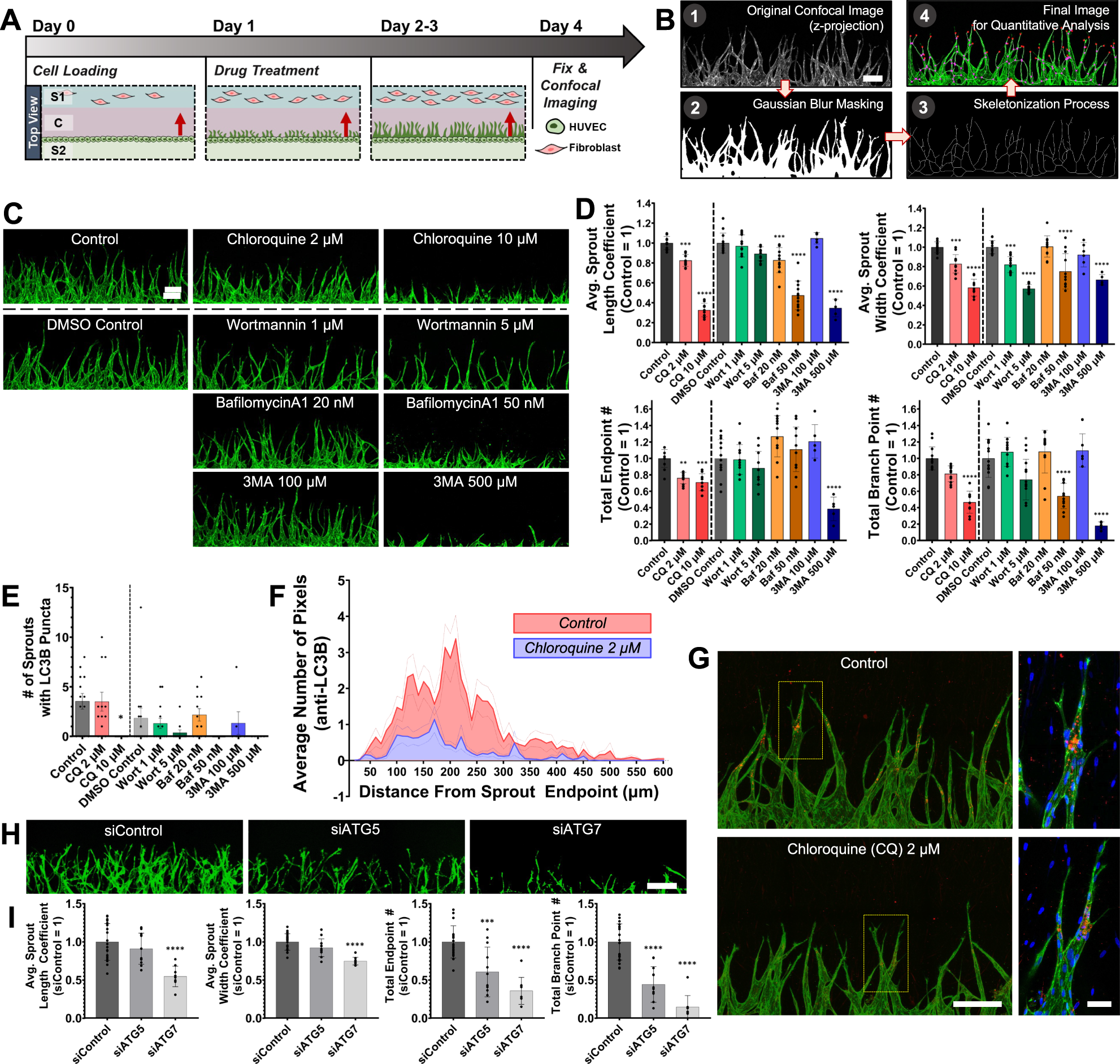 Fig. 2: Reduced angiogenic sprouting by autophagy inhibition.
