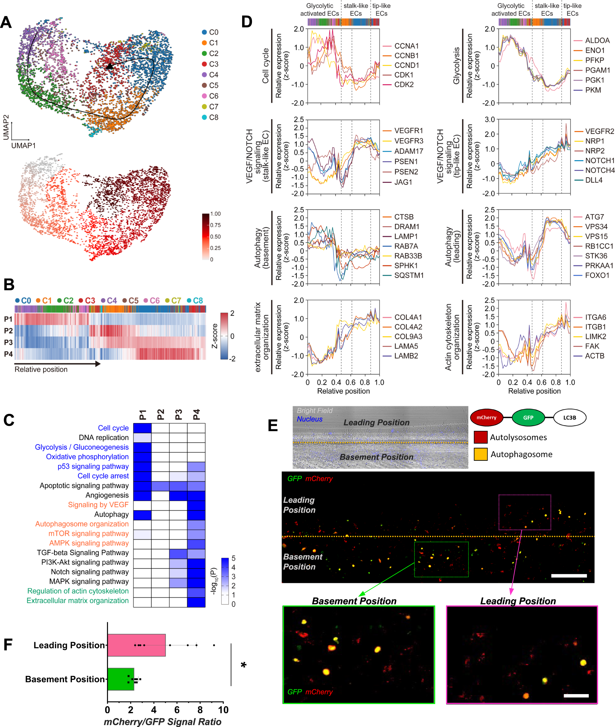 Fig. 4: Spatially differential activations of autophagy in the basement and leading positions of elongating sprouts.