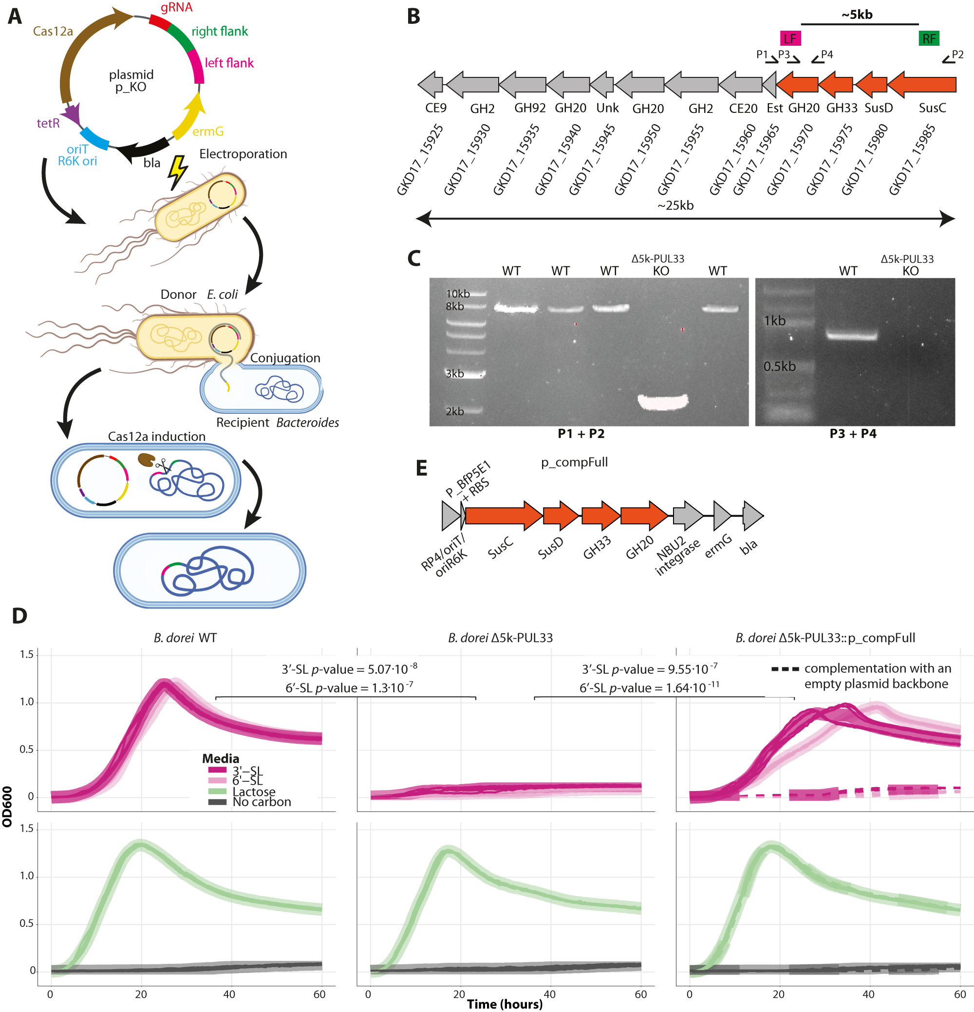 Fig. 2: PUL33 is necessary for sialylated HMO utilization in B. dorei.
