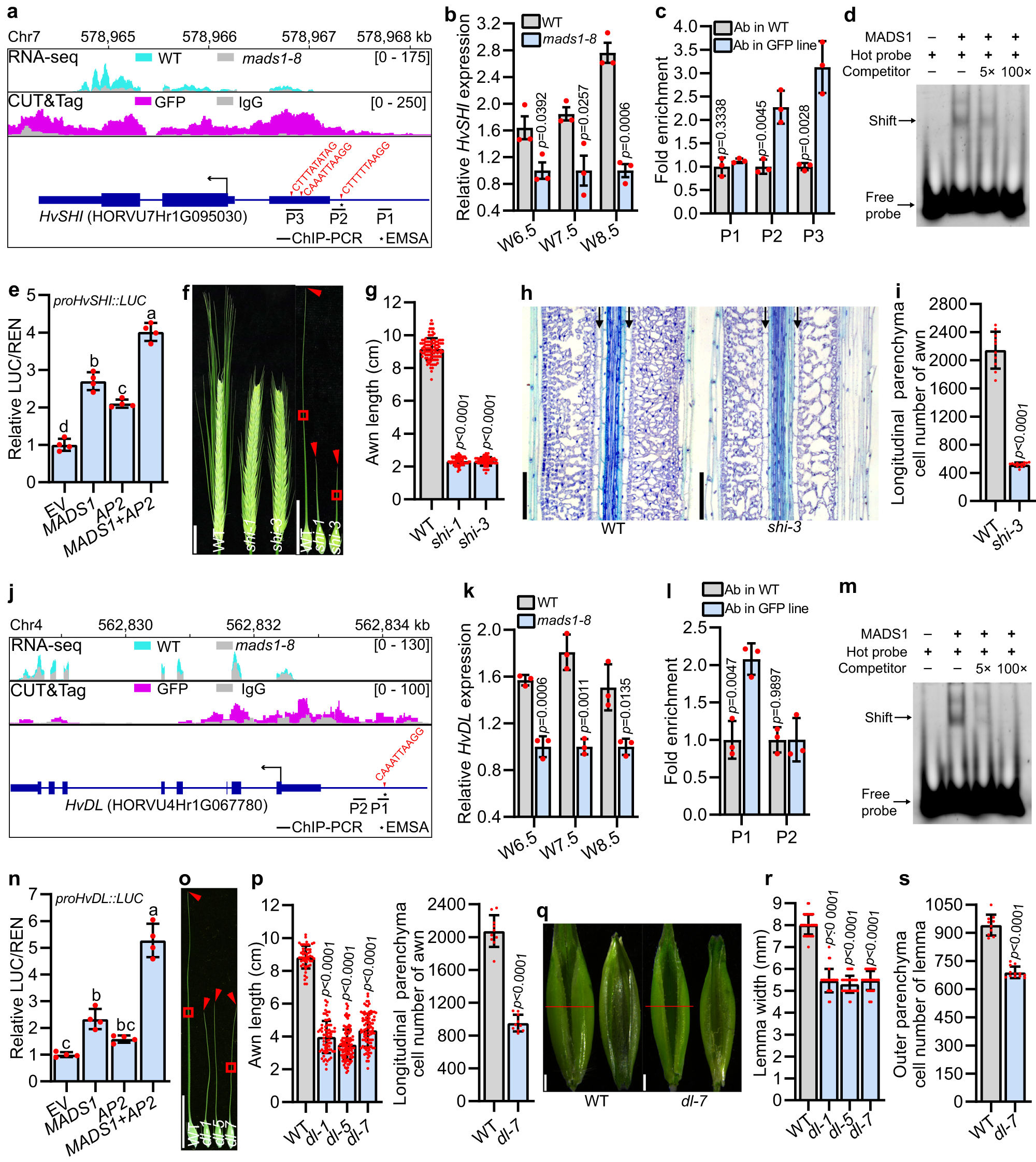 Fig. 5: HvMADS1 directly regulates potential downstream genes HvSHI and HvDL to control awn length and lemma width.