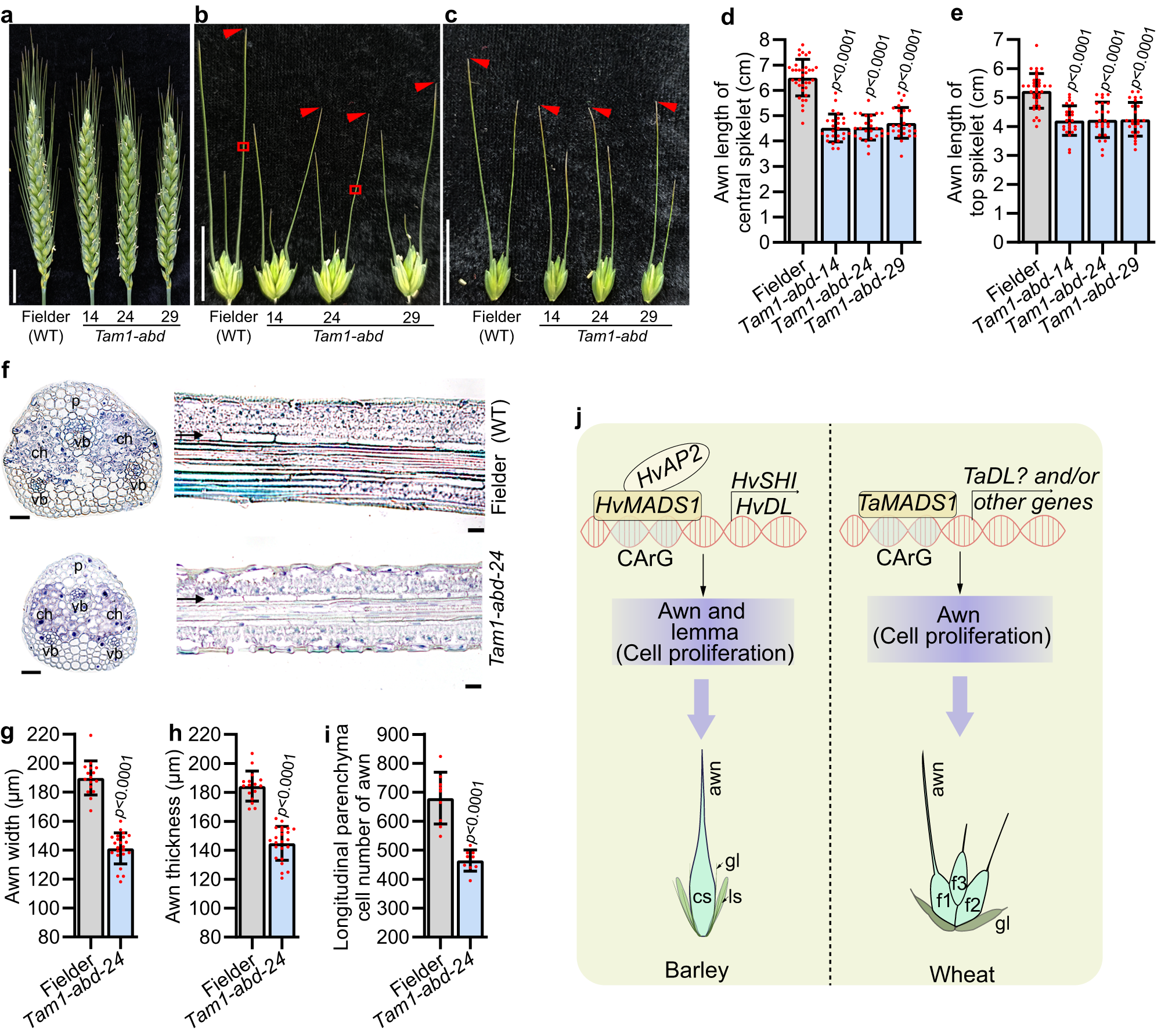 Fig. 7: The function of wheat TaMADS1 in regulating awn elongation and a proposed working model for MADS1.