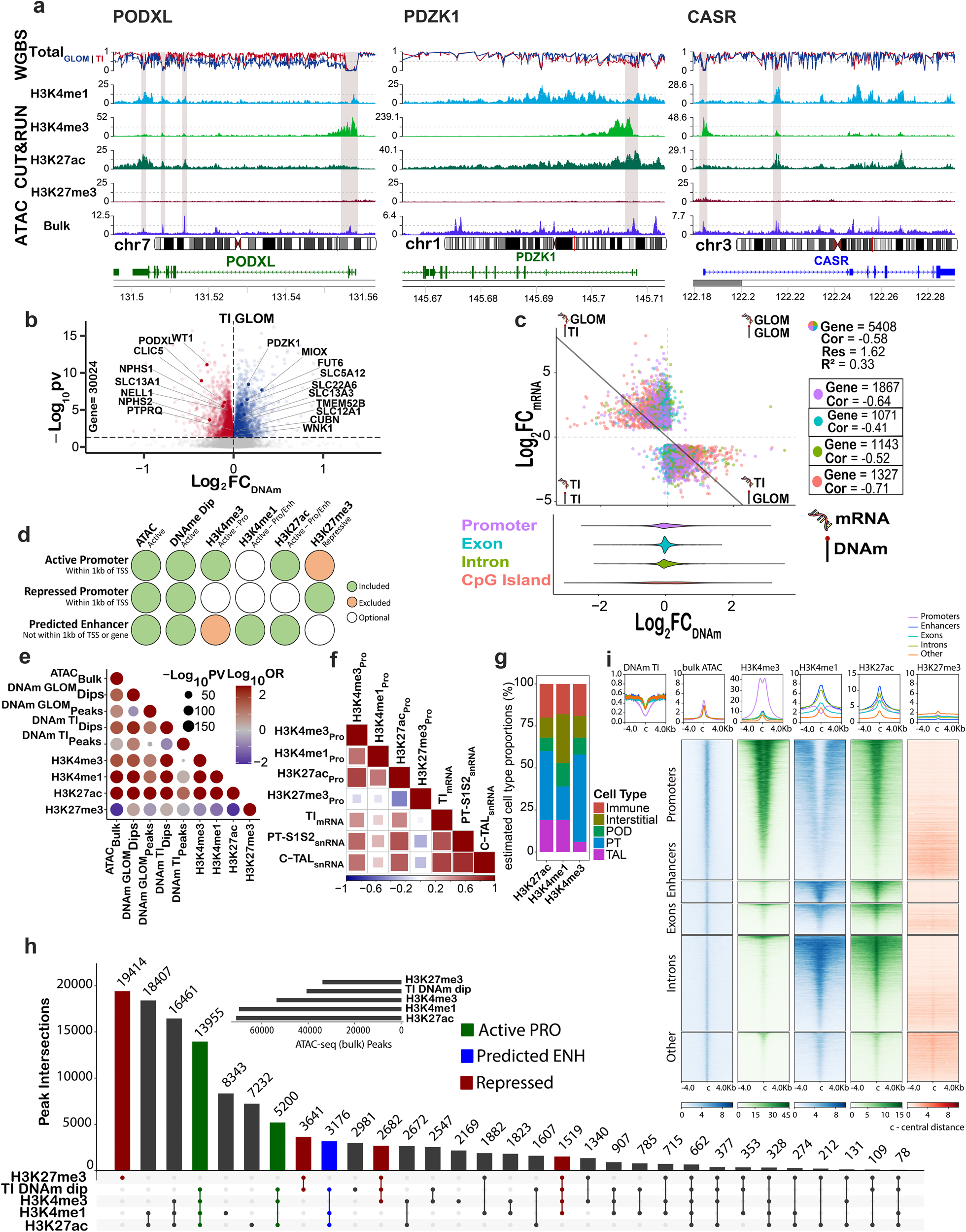 Fig. 2: Alignment of epigenomic features in bulk and regional human kidney samples.