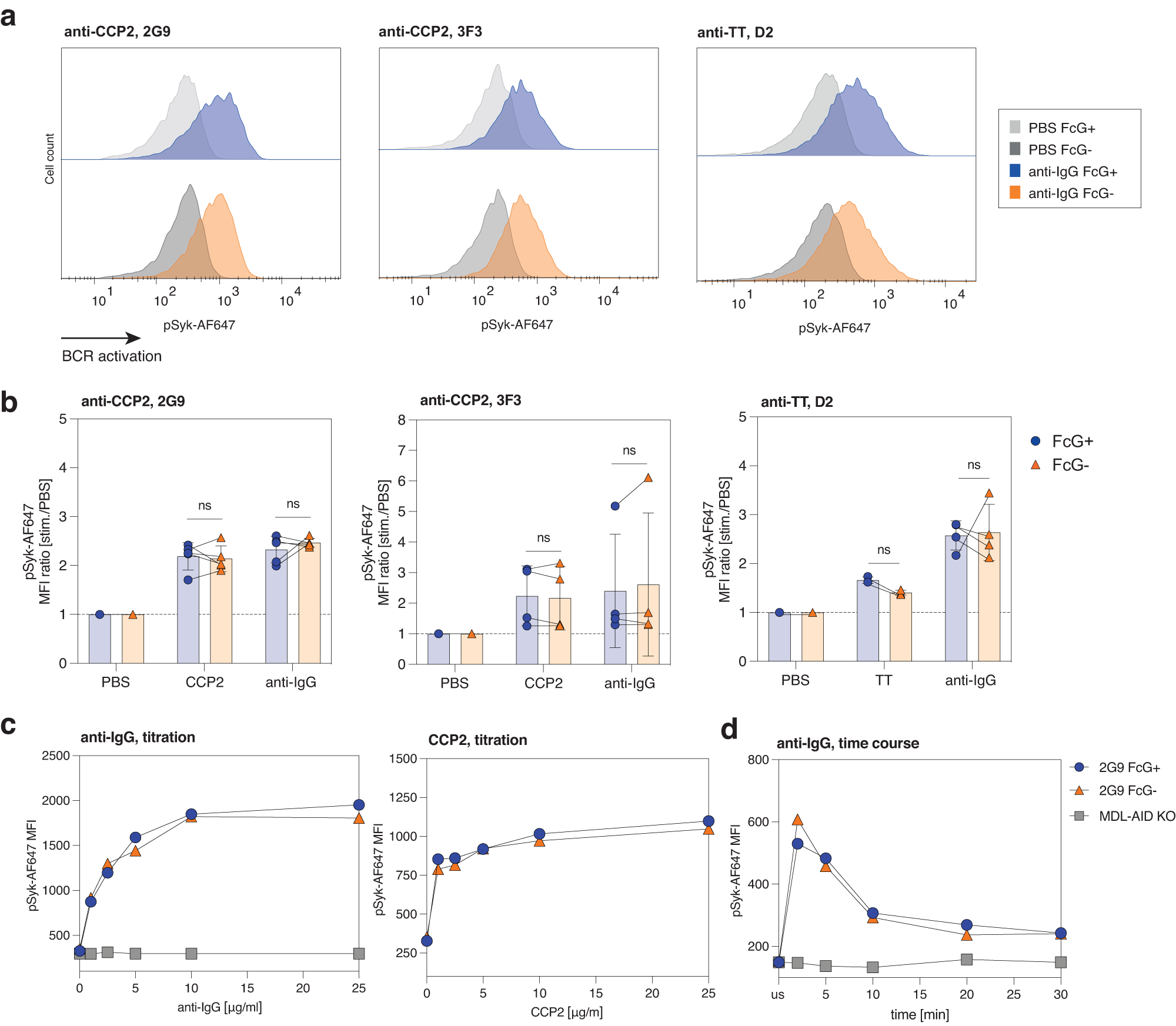 Fig. 4: No influence of mIgG FcG on BCR signal transduction.