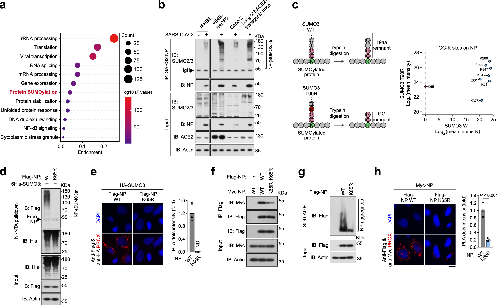 Fig. 1: SARS2-NP undergoes poly-SUMO modification.