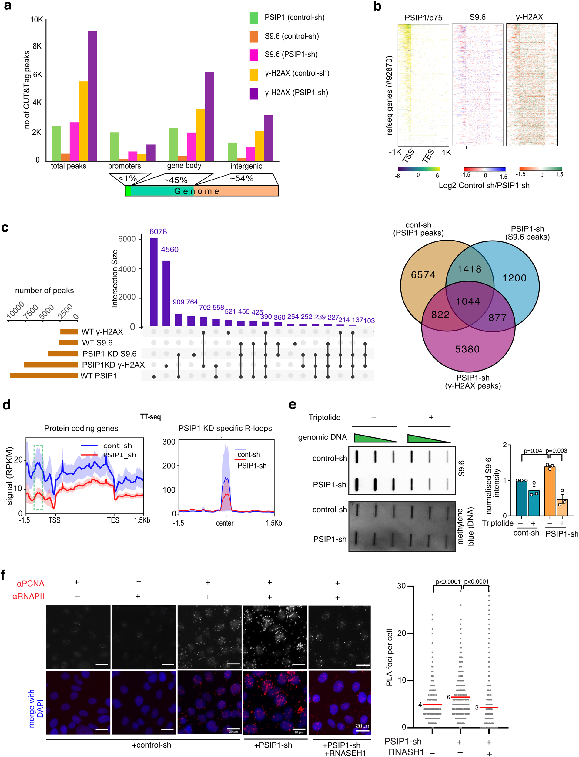 Fig. 3: R-loop accumulation at promoters leads to transcription-replication conflict.