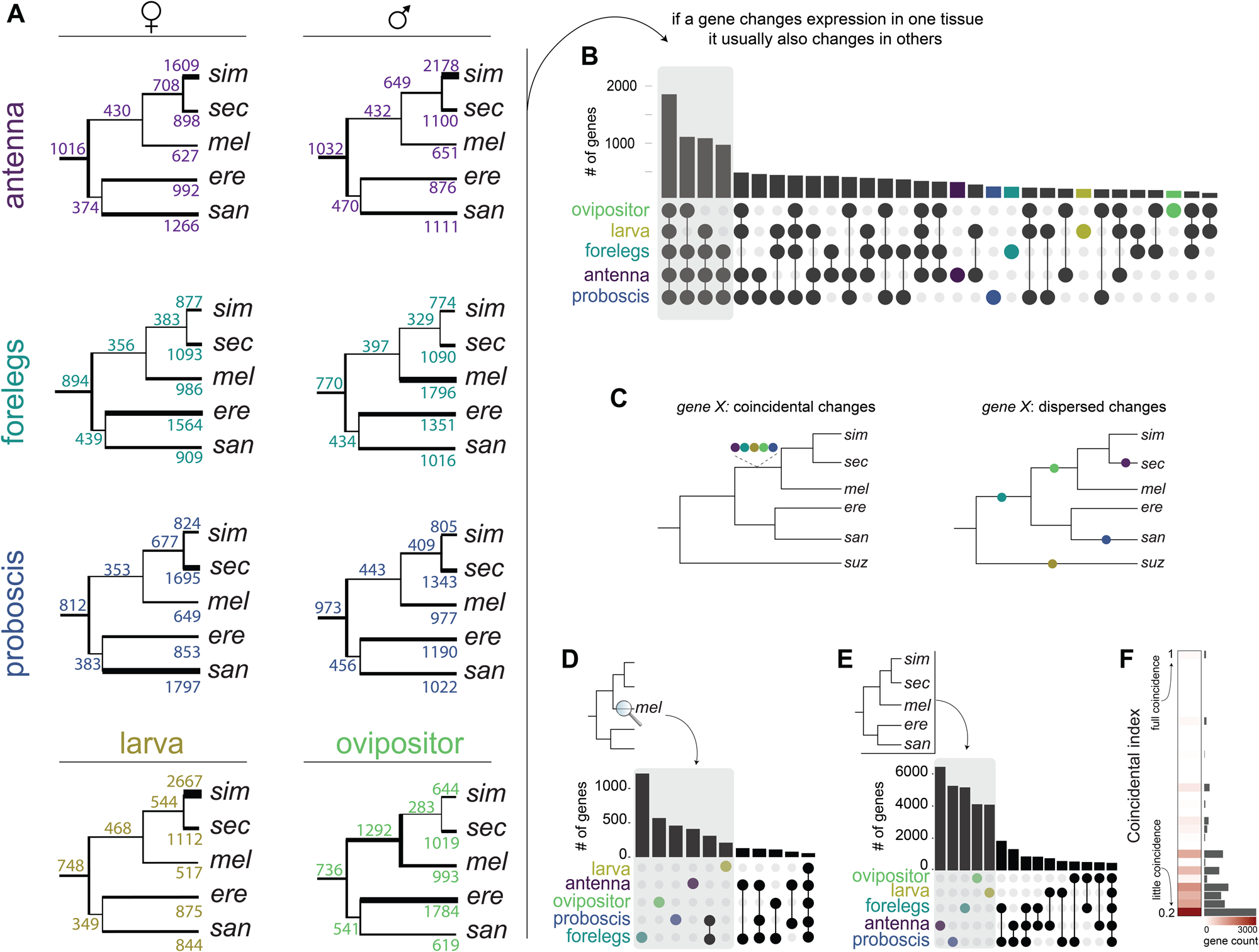Fig. 2: Expression changes over branches and tissues.