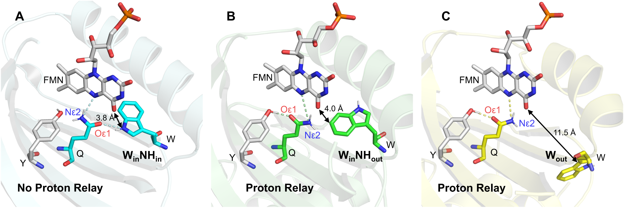 Fig. 1: Three active-site conformations, including the central FMN, Gln, and Tyr, as well as the nearby Trp in BLUF domains.