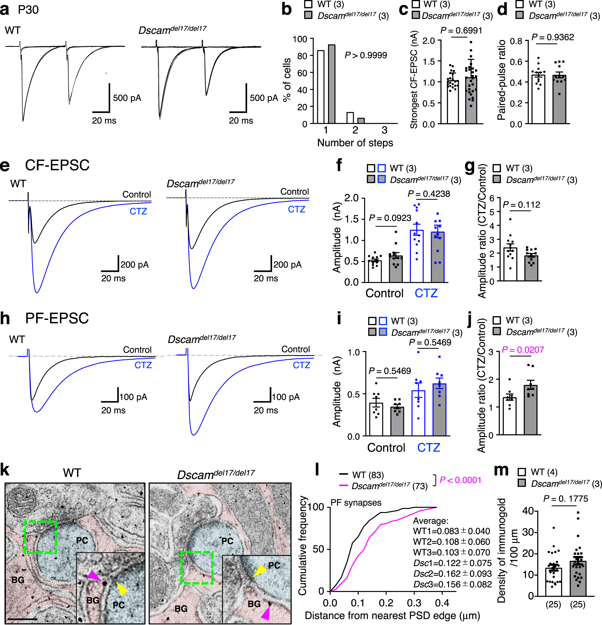 Fig. 3: Hypofunction of GLAST in PF synapse in Dscamdel17/del17 mouse.