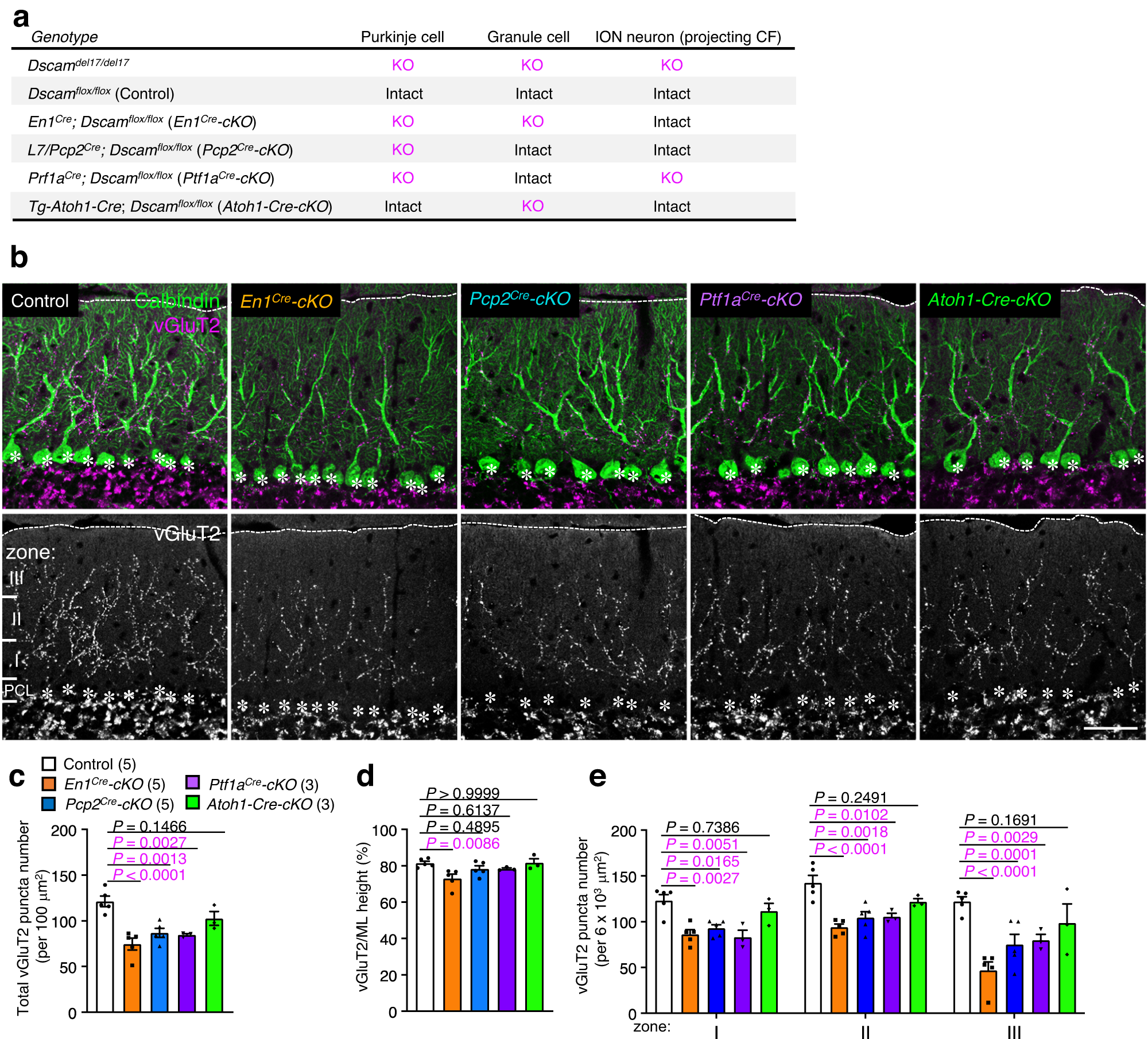Fig. 5: CF synapse translocation is perturbed in conditional KO mice lacking Dscam in Purkinje cells.