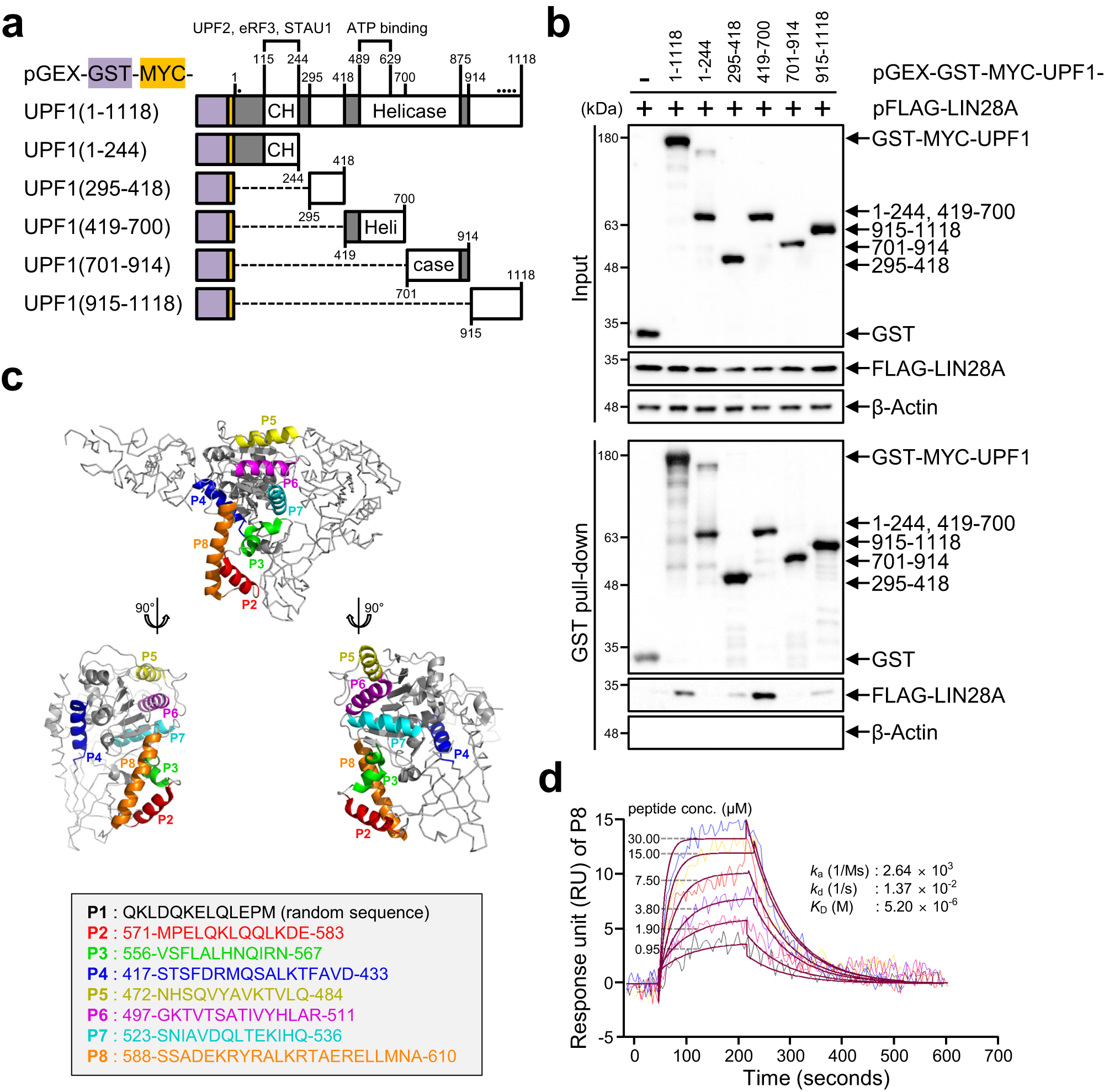 Fig. 4: Peptide from UPF1 binds to LIN28A.