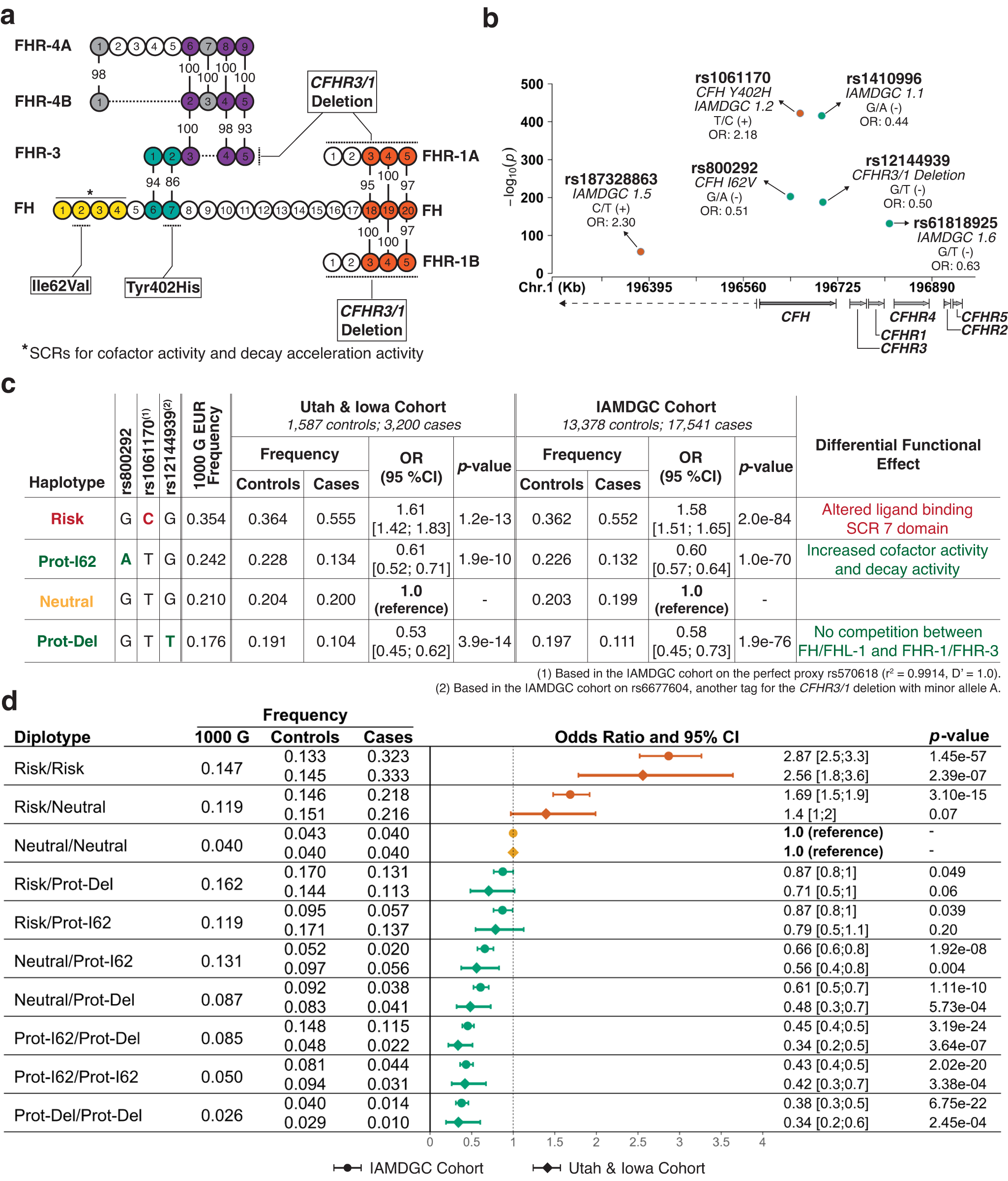 Fig. 1: Single-variant, haplotype, and diplotype association analyses performed to refine AMD associations within the CFH-CFHR5 extended region and to stratify human subjects and donor eyes by disease susceptibility, with associated functional effects.
