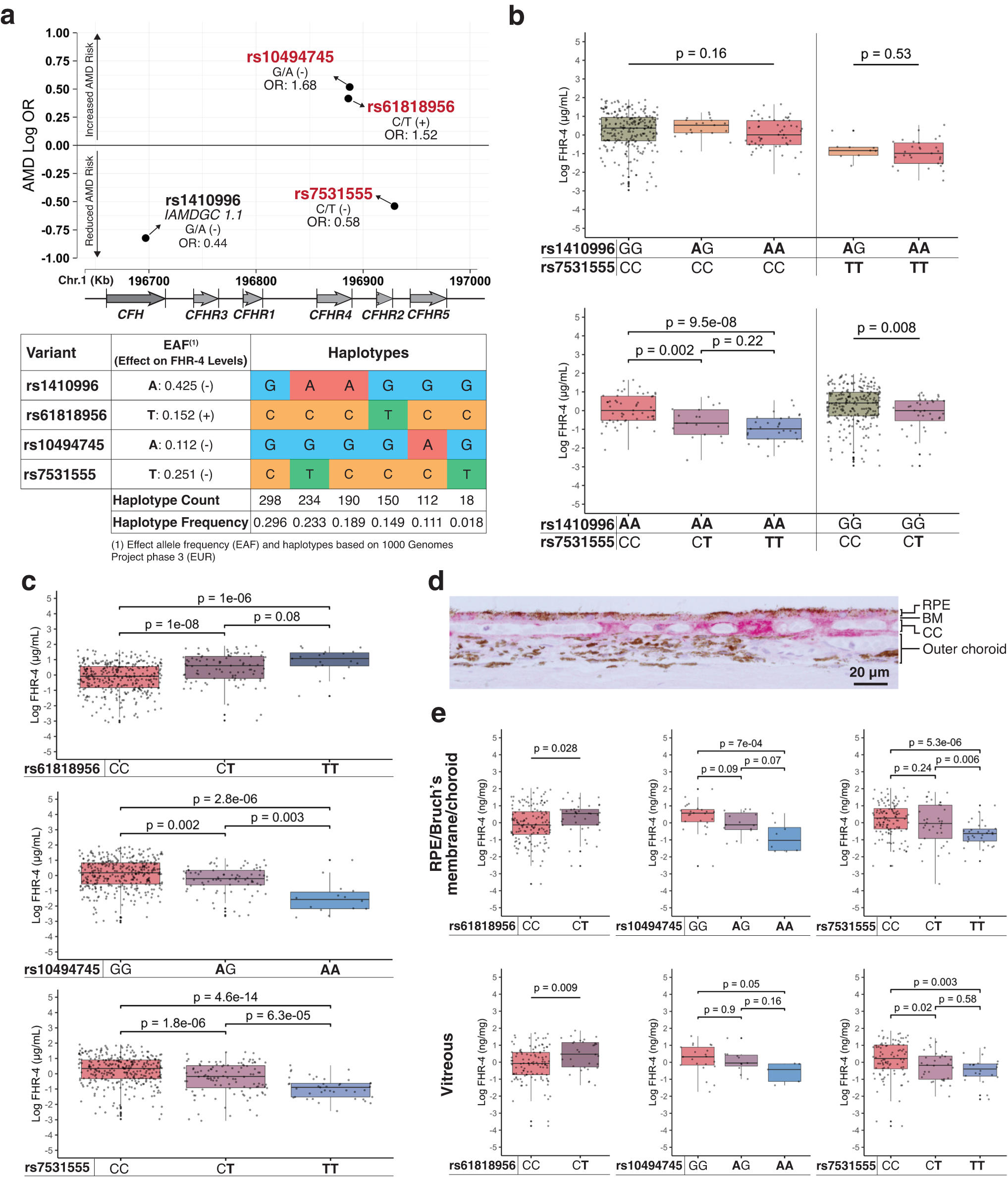 Fig. 2: Genetic modulators of FHR-4 levels in plasma, RPE/Bruch’s membrane/choroid, and vitreous humor.