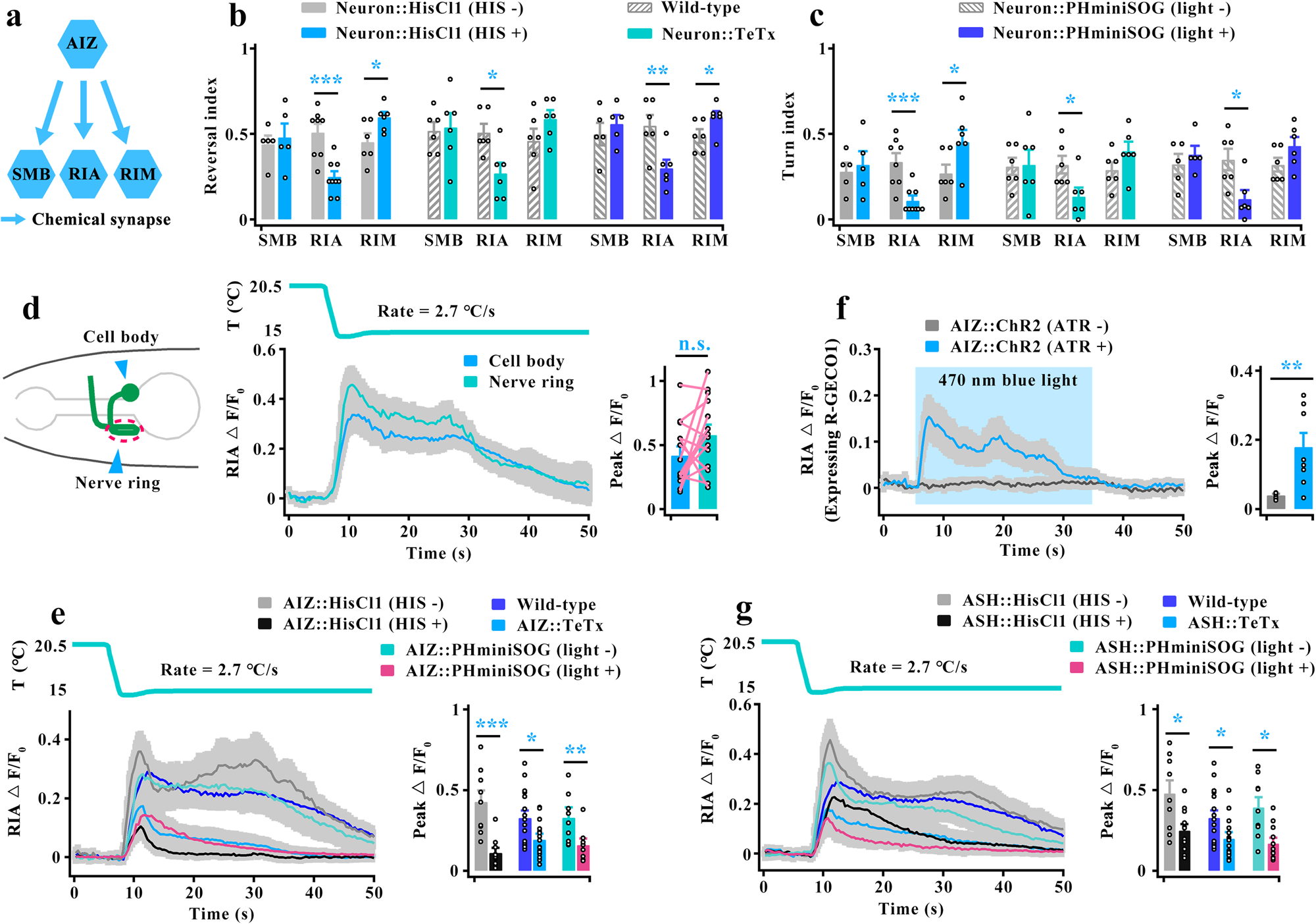 Fig. 4: AIZ transduces a cooling signal by stimulating its postsynaptic neuron RIA.