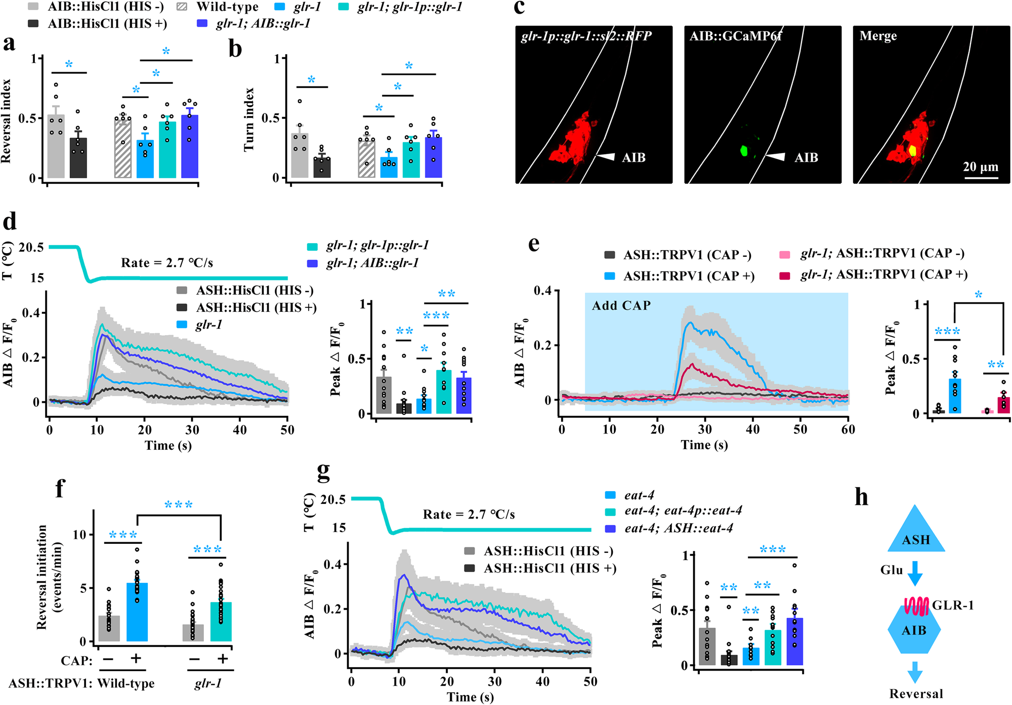 Fig. 6: The glutamate receptor GLR-1 on AIB mediates excitatory input from ASH.