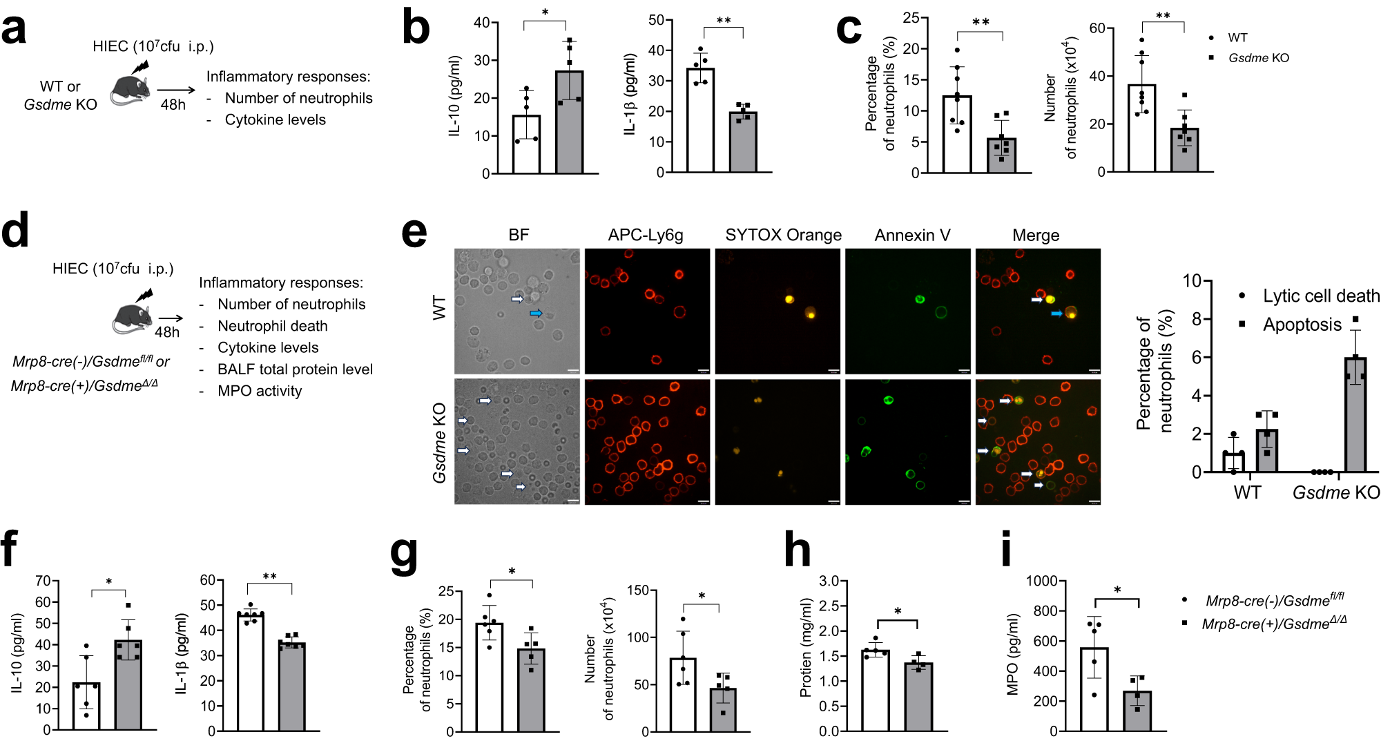 Fig. 5: Genetic ablation of neutrophil GSDME suppressed inflammatory responses in peritonitis.