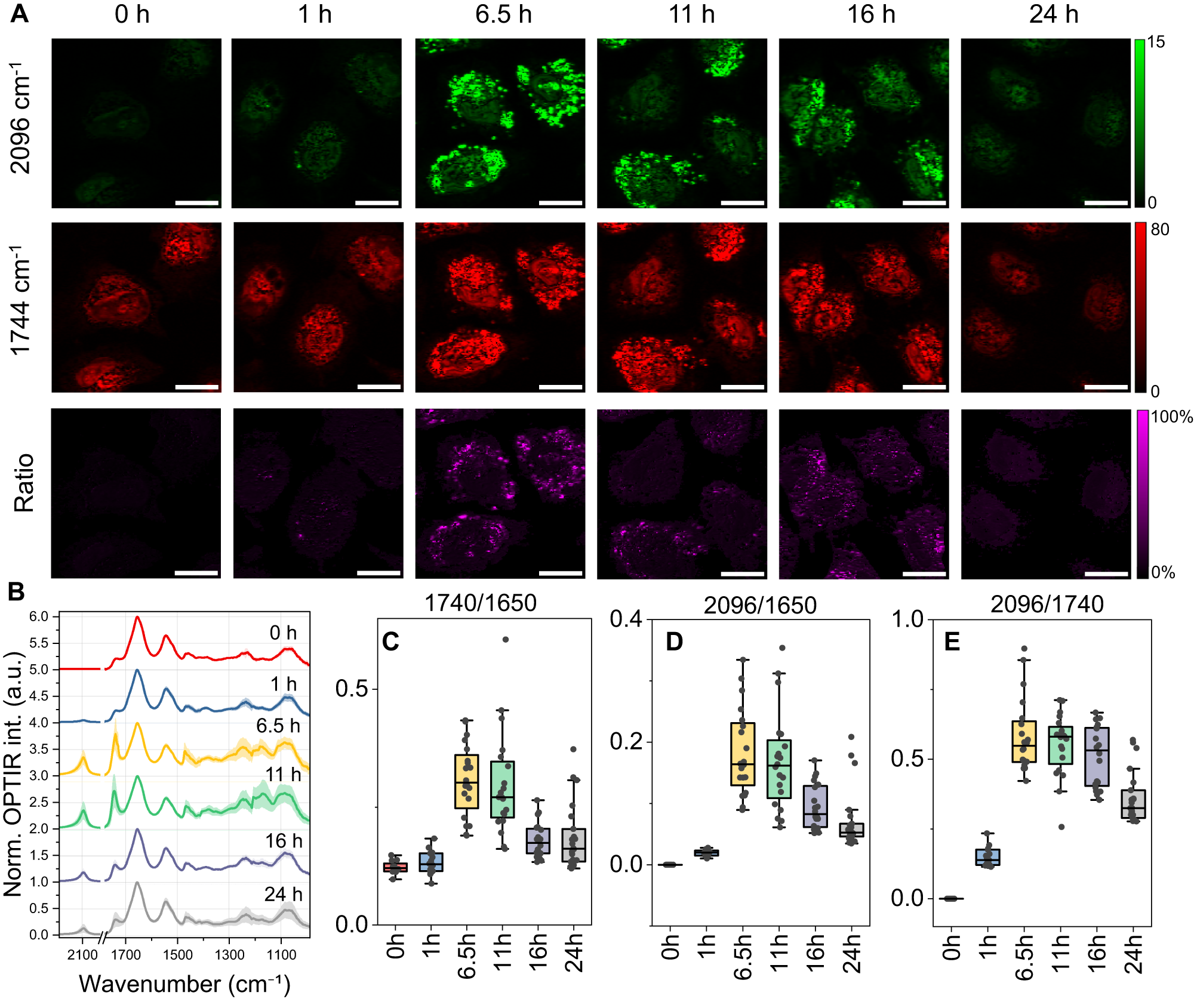 Fig. 2: Dynamics of lipid metabolism in cells visualized by OPTIR imaging.