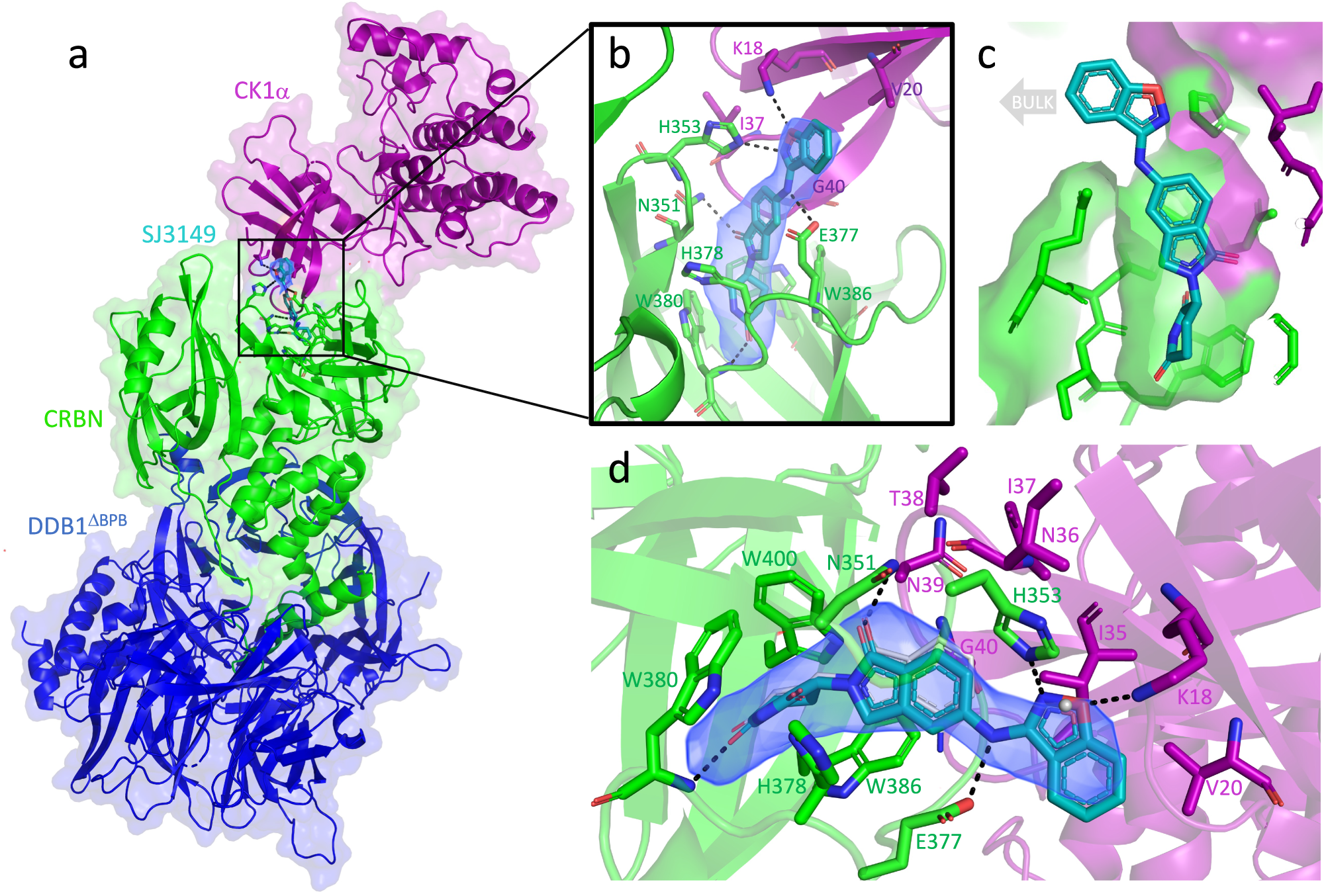 Fig. 5: Quaternary complex of CK1α + CRBN∆1-40 + DDB1∆BPB + SJ3149.