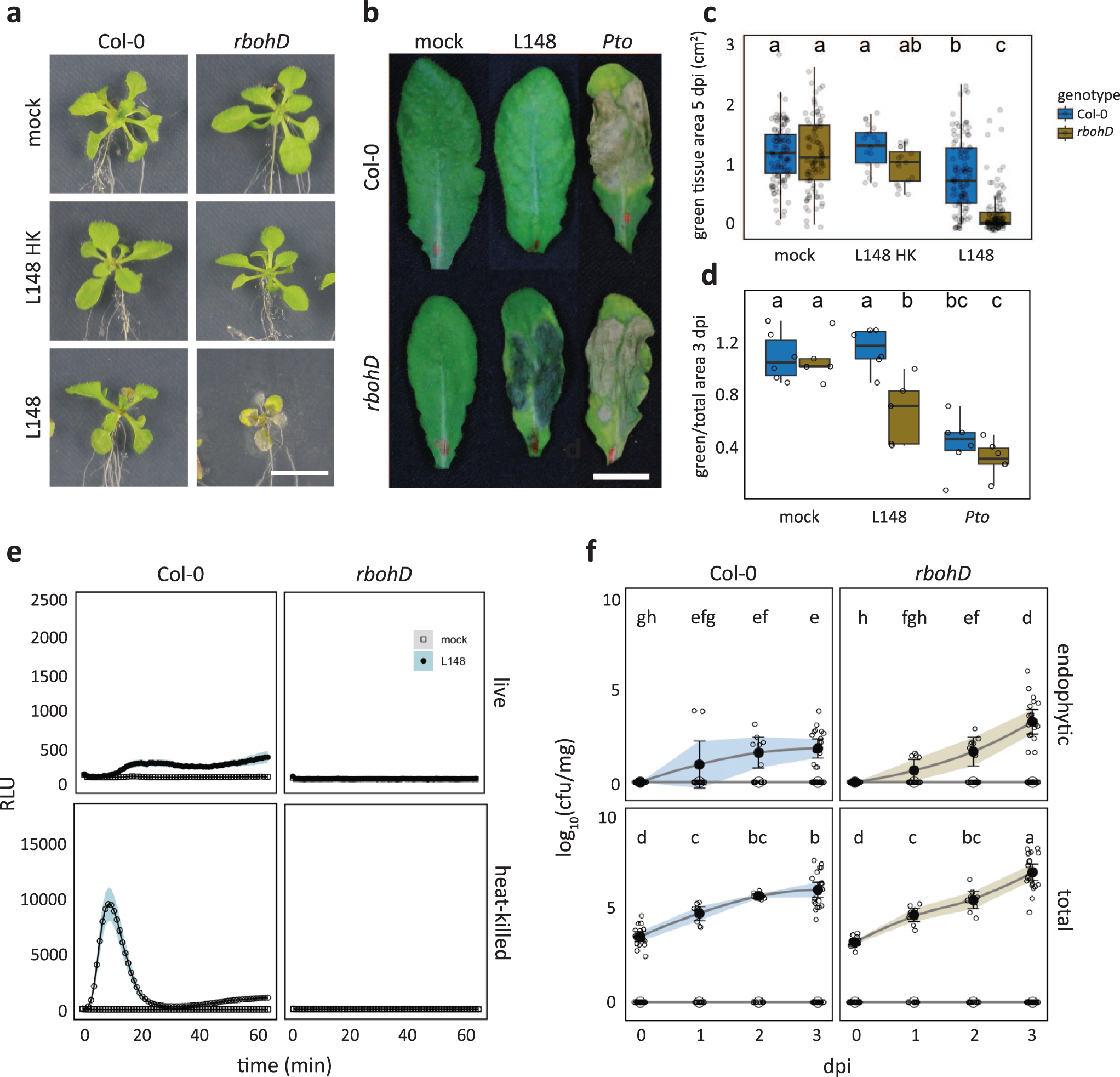Fig. 2: Xanthomonas L148 is detrimental to rbohD mutant but not to Col-0 wild-type plants.