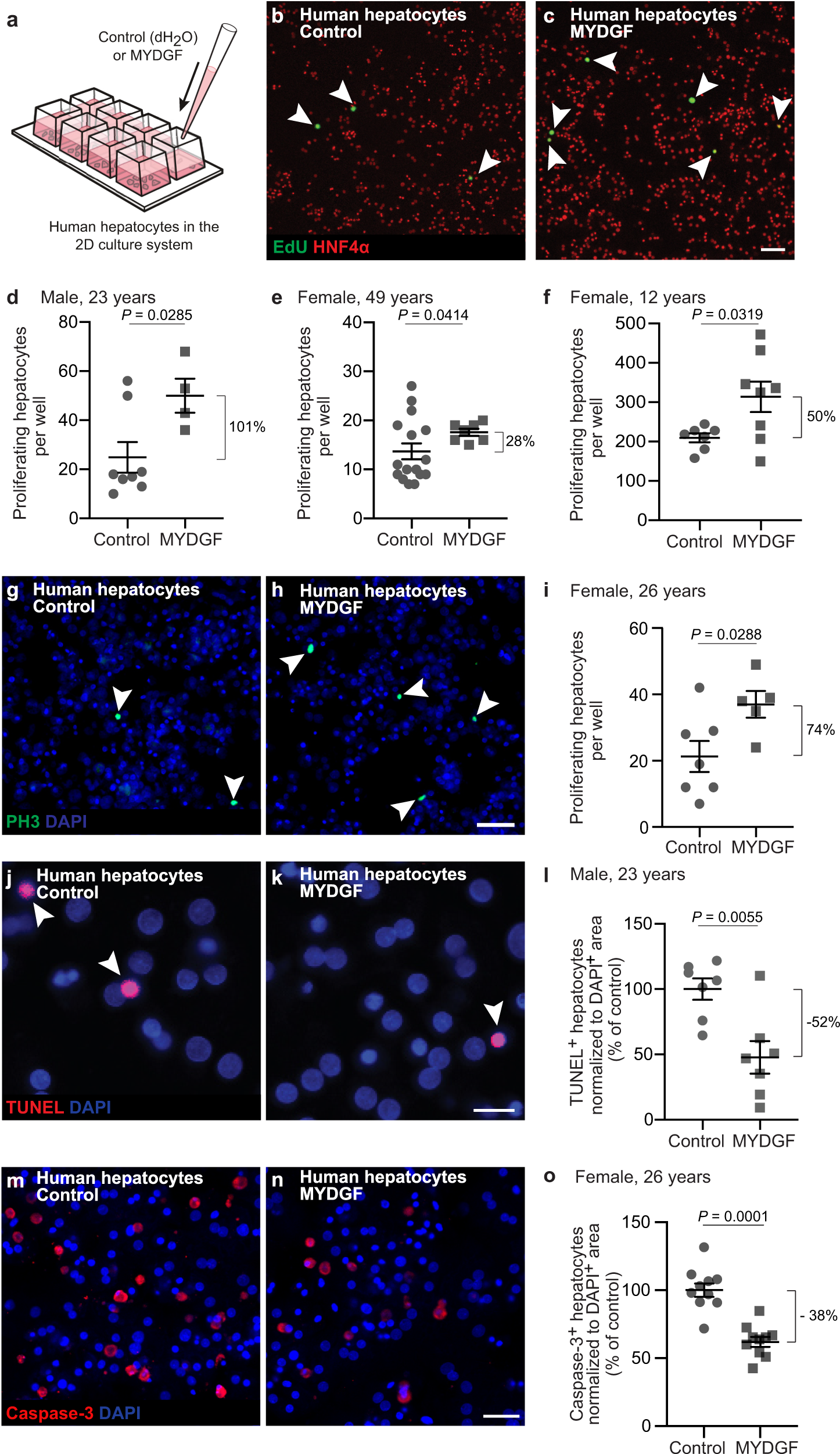 Fig. 2: MYDGF stimulates proliferation and prevents apoptosis of primary human hepatocytes in vitro.