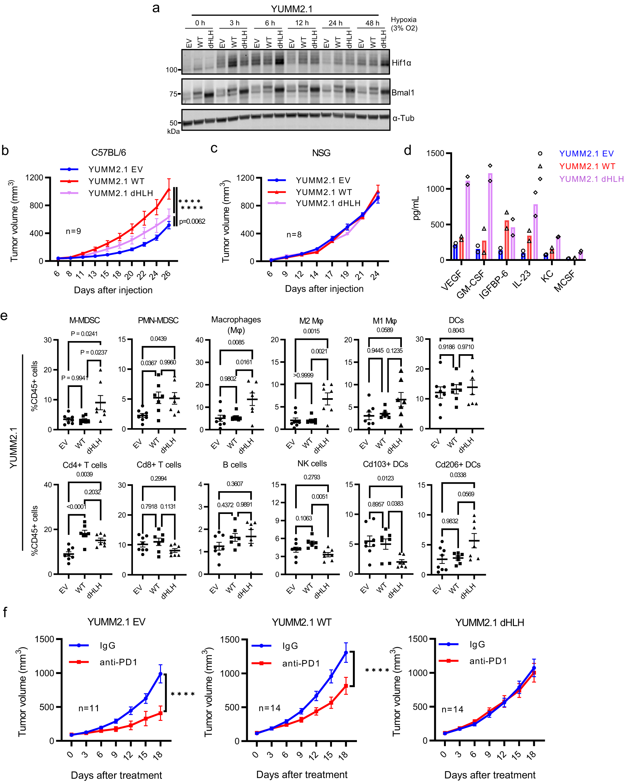 Fig. 2: Ectopic Expression of Bmal1 Affects Immune Infiltration and Accelerates Tumorigenesis of YUMM2.1.