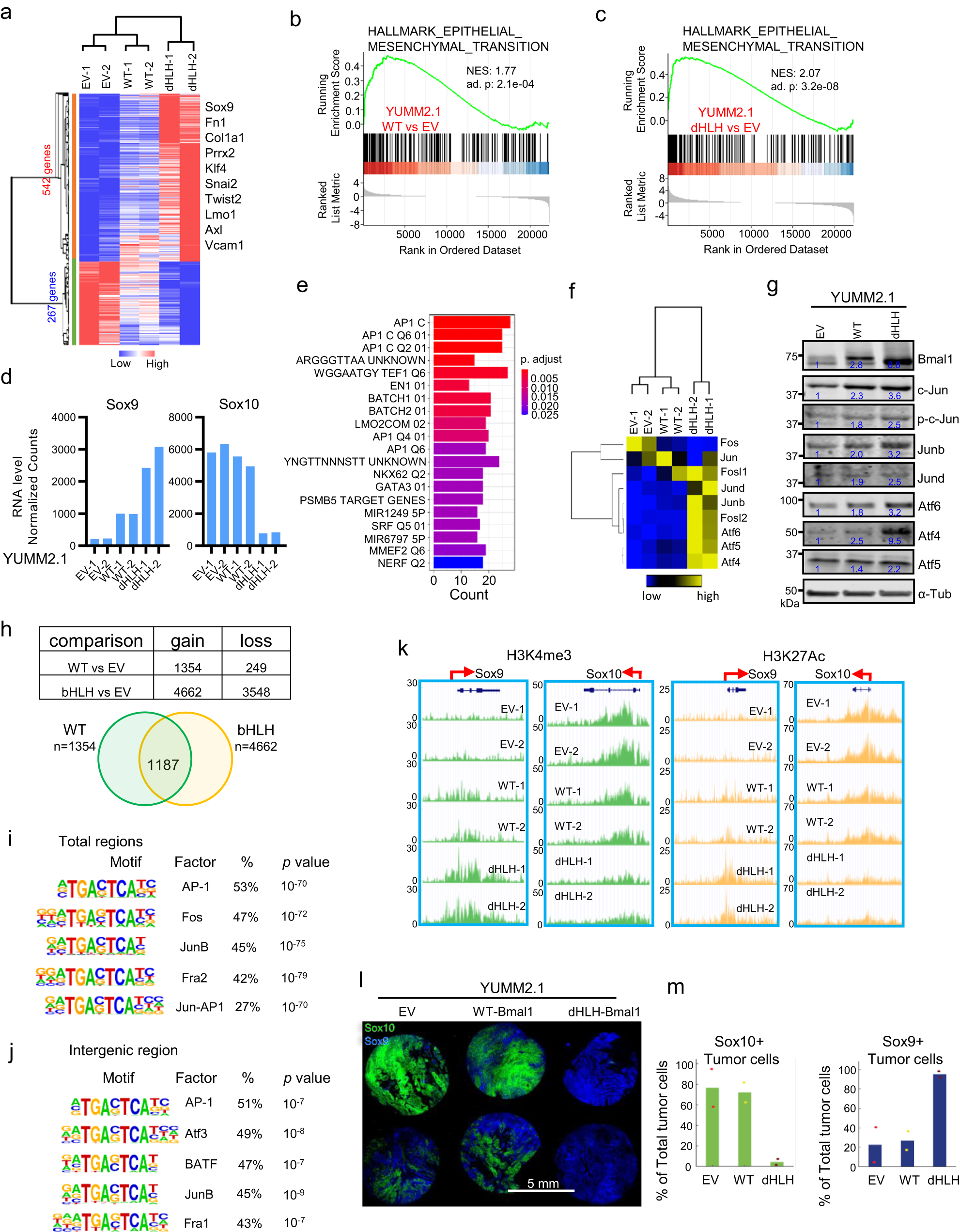 Fig. 3: Ectopic Expression of Bmal1 Induces Sox10high YUMM2.1 Cells toward Sox9high More Mesenchymal Cell State.