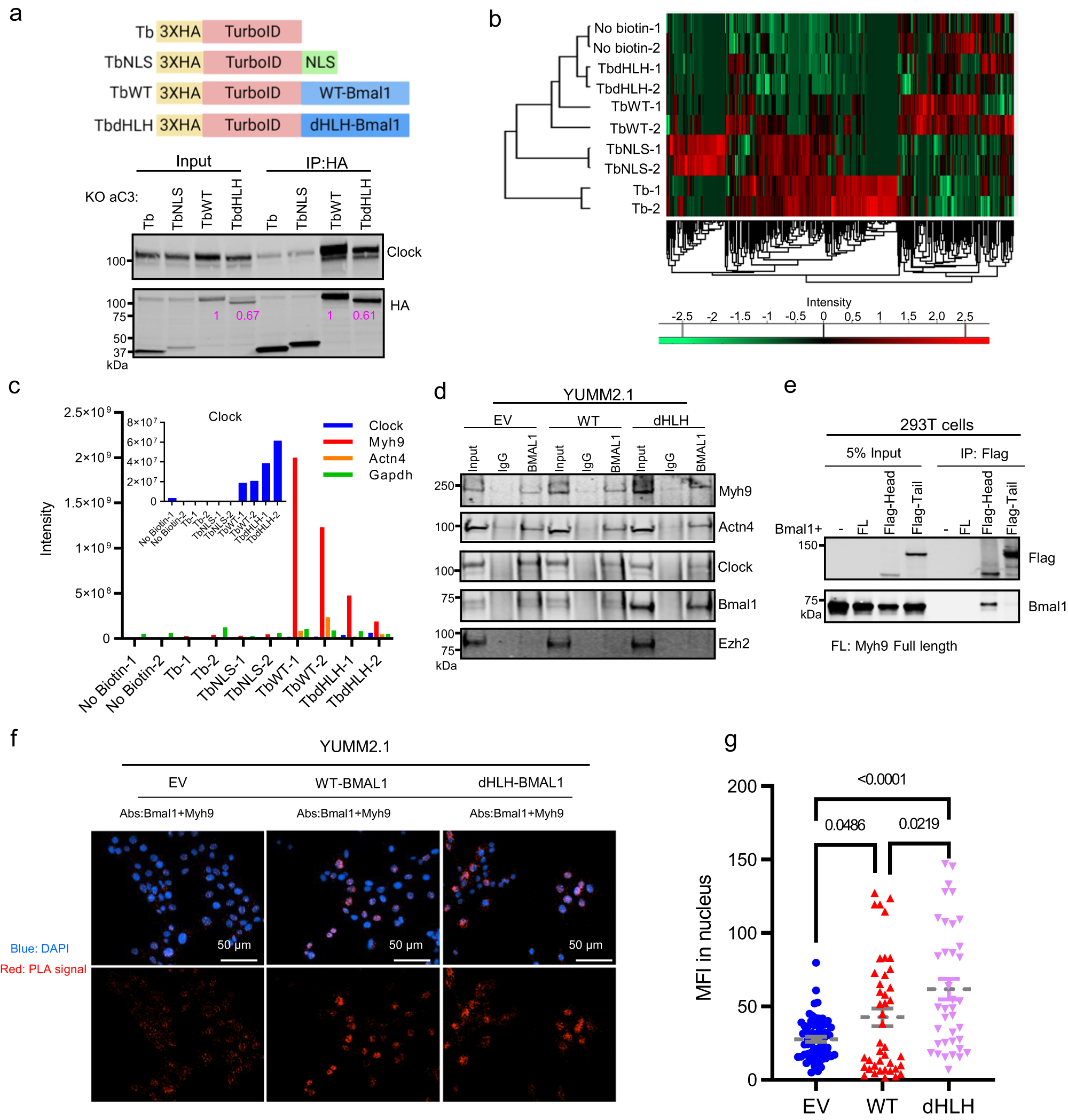 Fig. 4: Bmal1 Interacts with Myh9 in Nucleus.