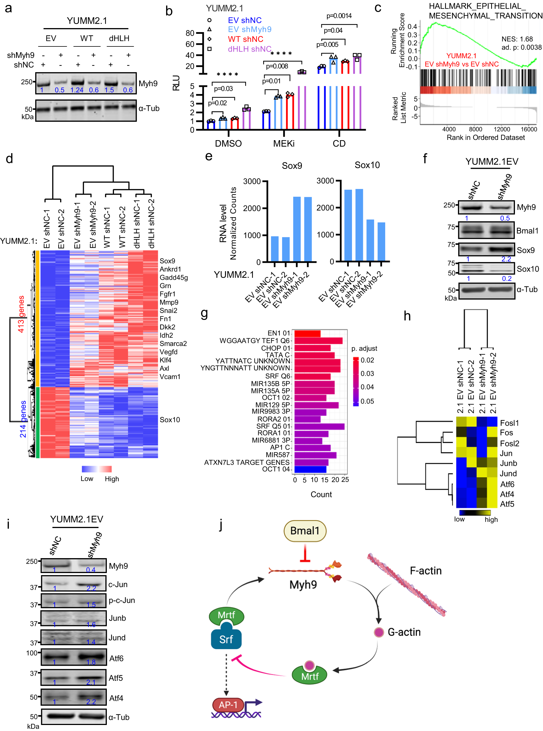 Fig. 6: Myh9 Knockdown Drives YUMM2.1 Cells to More Mesenchymal Cell State.