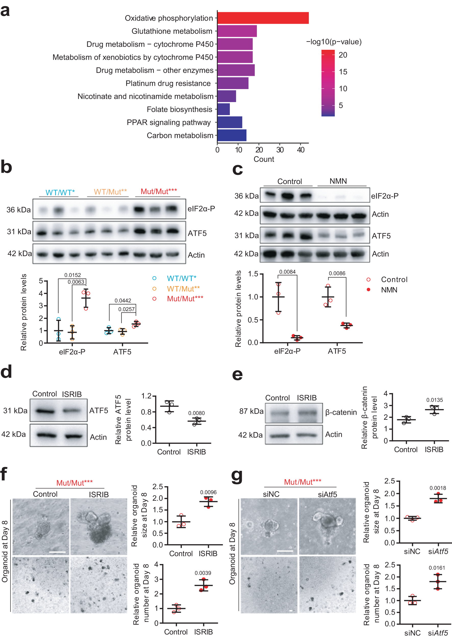 Fig. 6: NAD+ depletion activates ISR to regulate mtDNA mutation-induced aging phenotypes through impaired Wnt/β-catenin signaling.
