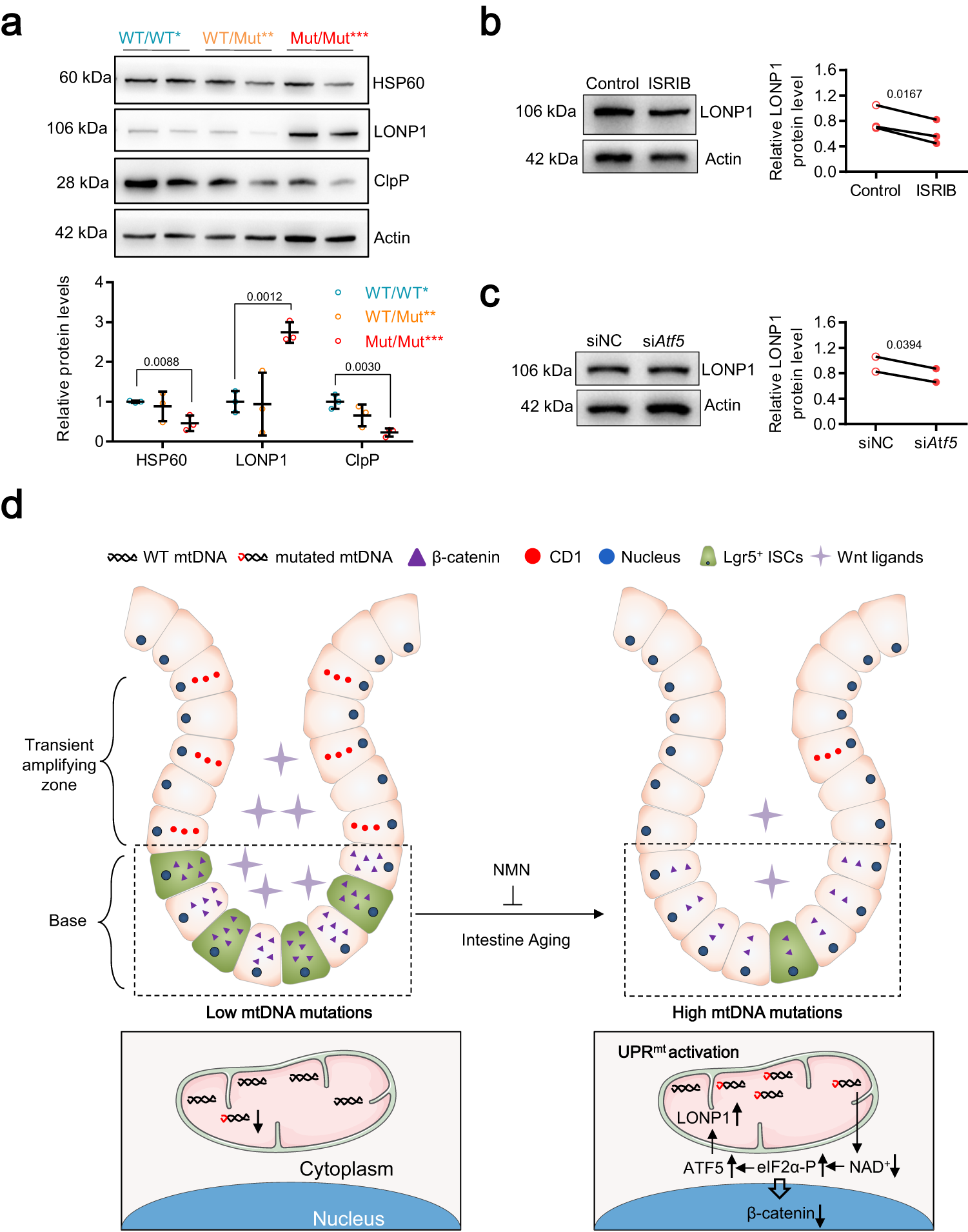 Fig. 7: The ISR caused by mtDNA mutation burden regulates UPRmt activation.