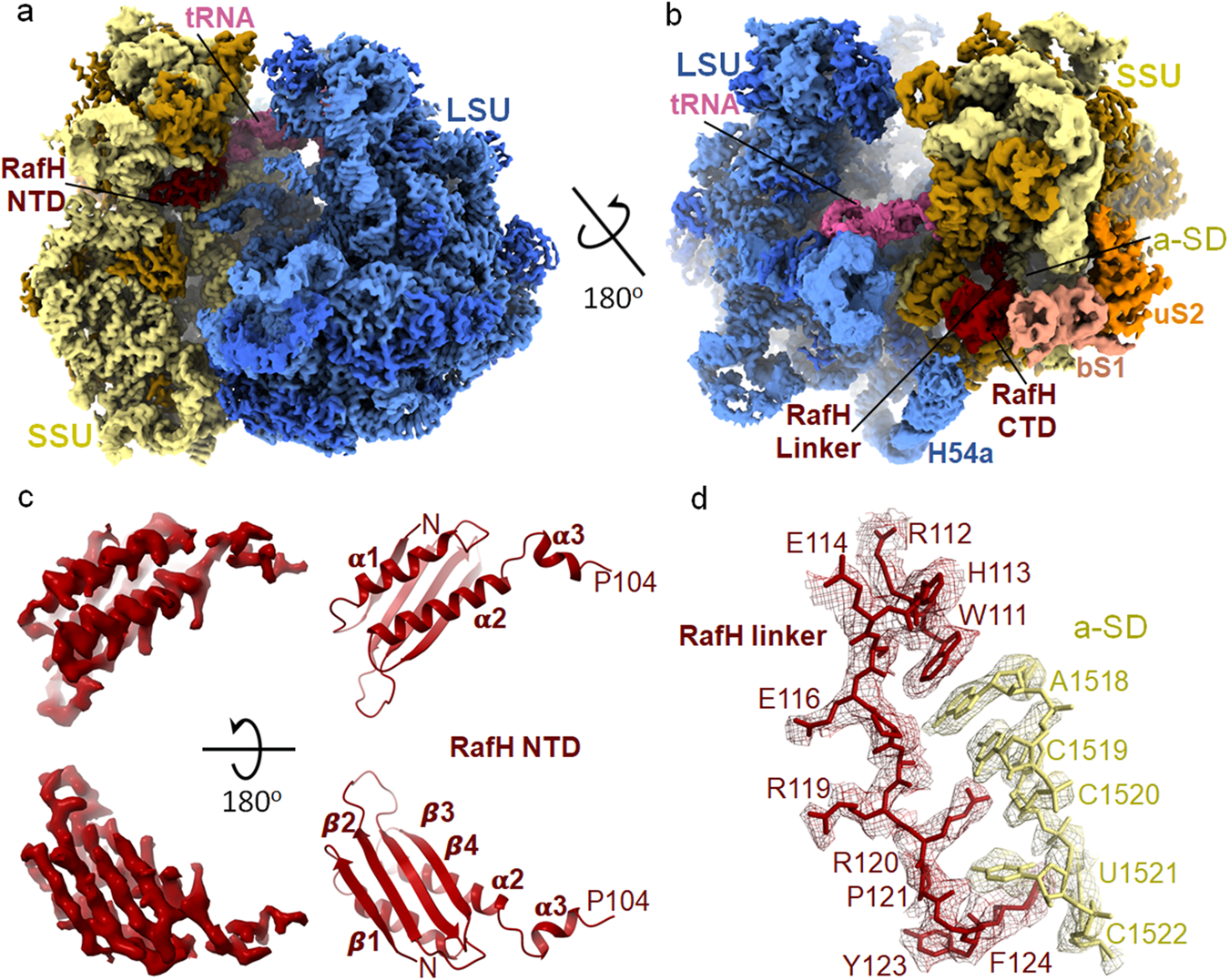 Fig. 2: Cryo- EM structure of Mycobacterium smegmatis 70S ribosome RafH complex.