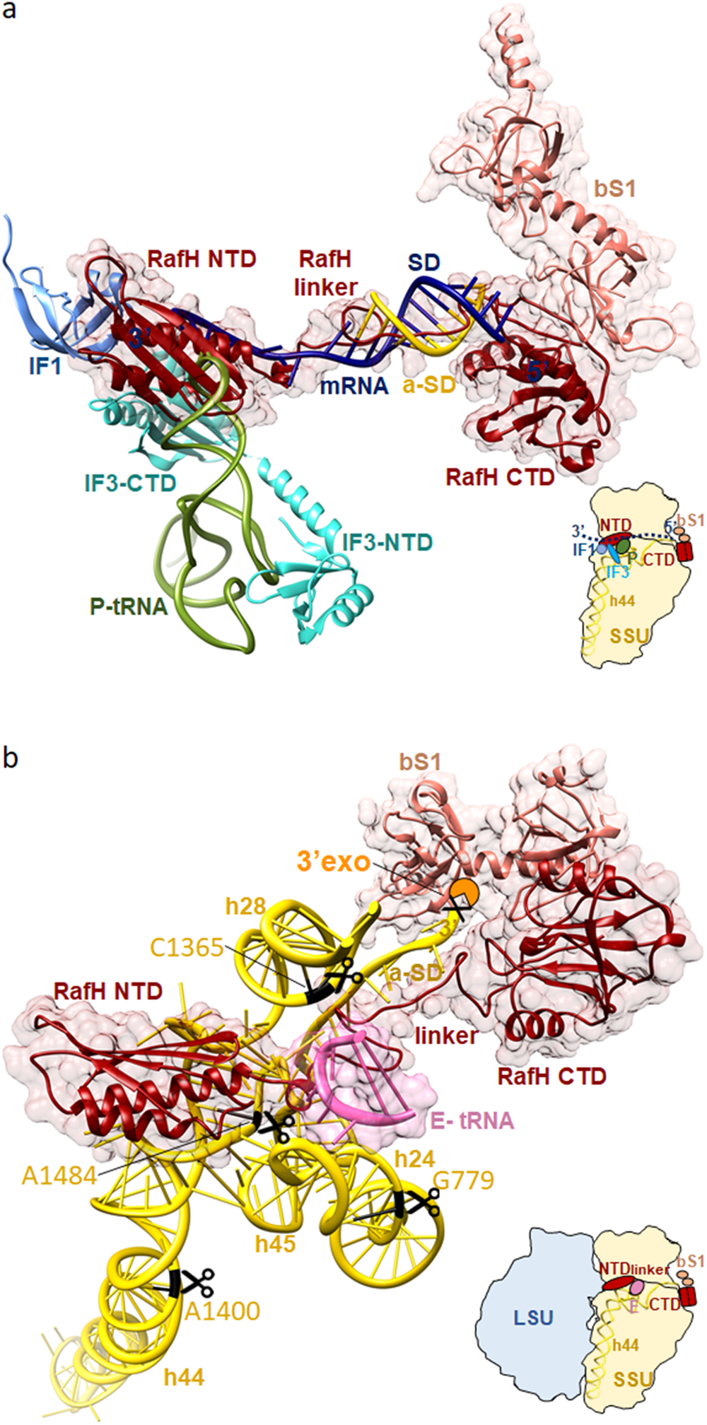 Fig. 5: Proposed molecular mechanism for RafH action.