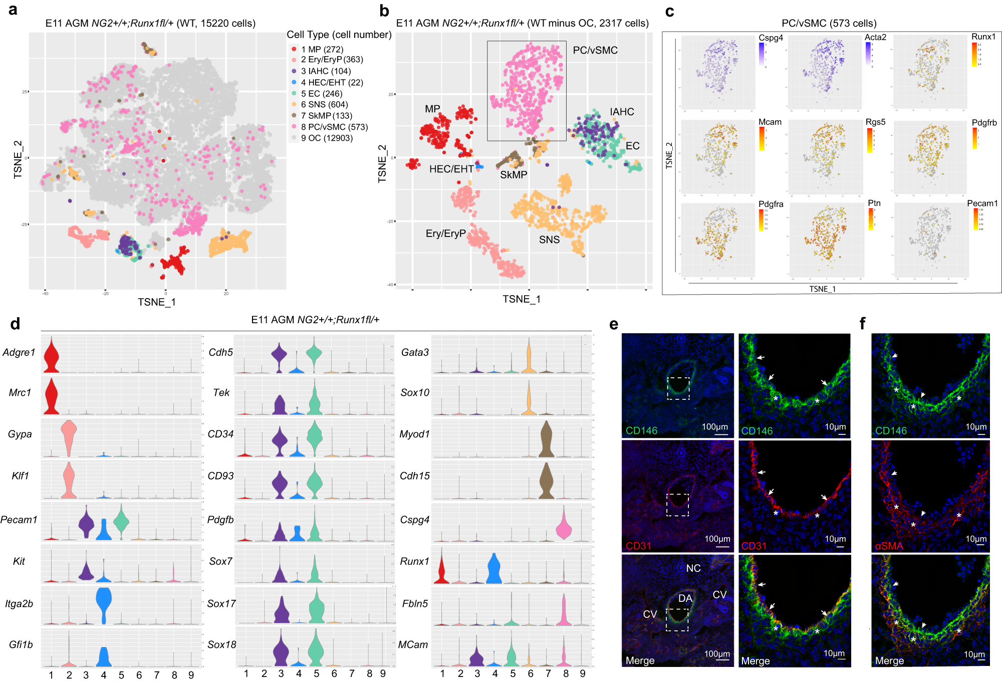 Fig. 2: AGM PC/vSMCs have a distinct transcriptome from endothelial and hematopoietic cells.