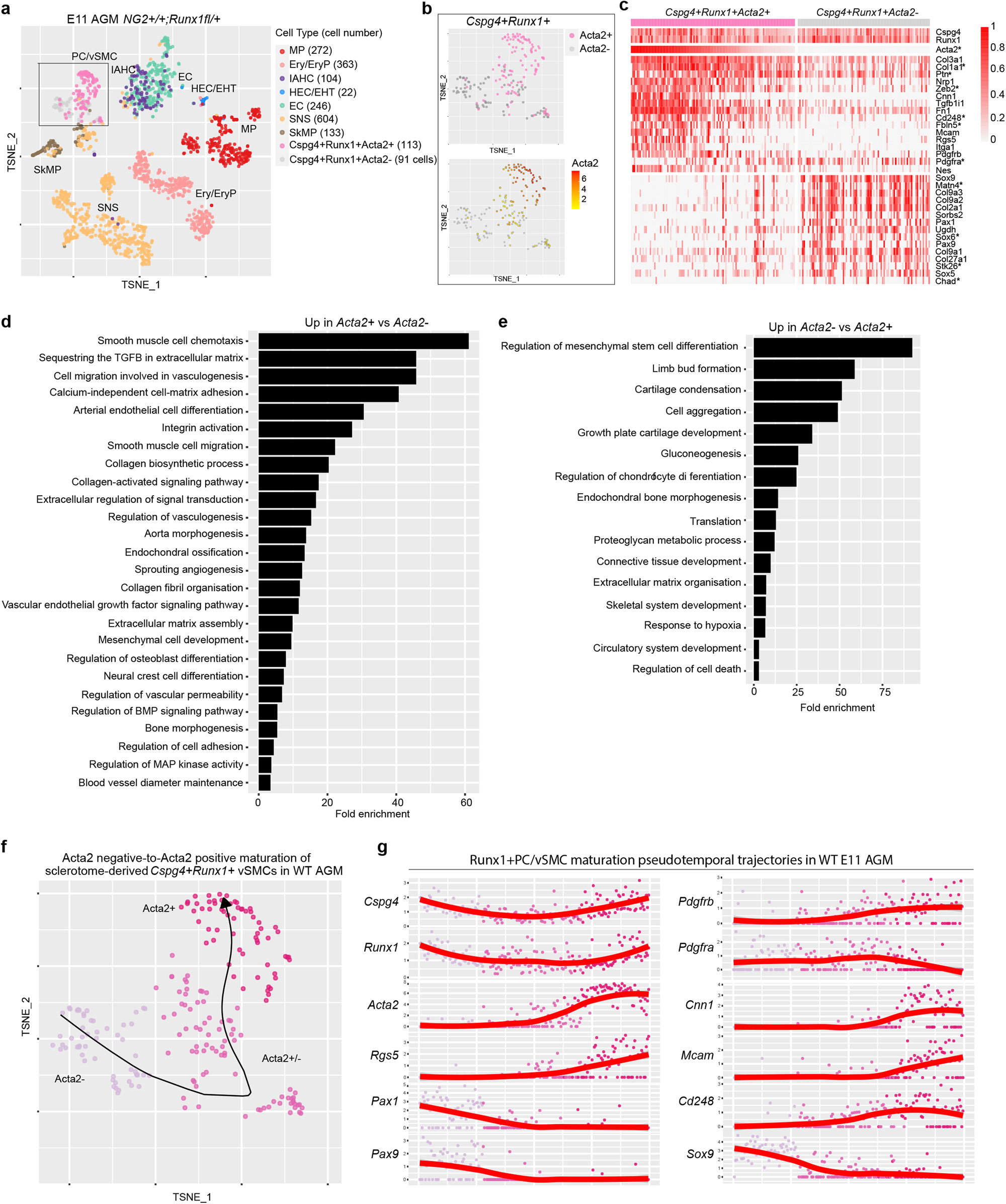 Fig. 3: NG2+Runx1+ AGM cells display a sclerotome-derived vSMC transcriptomic profile.
