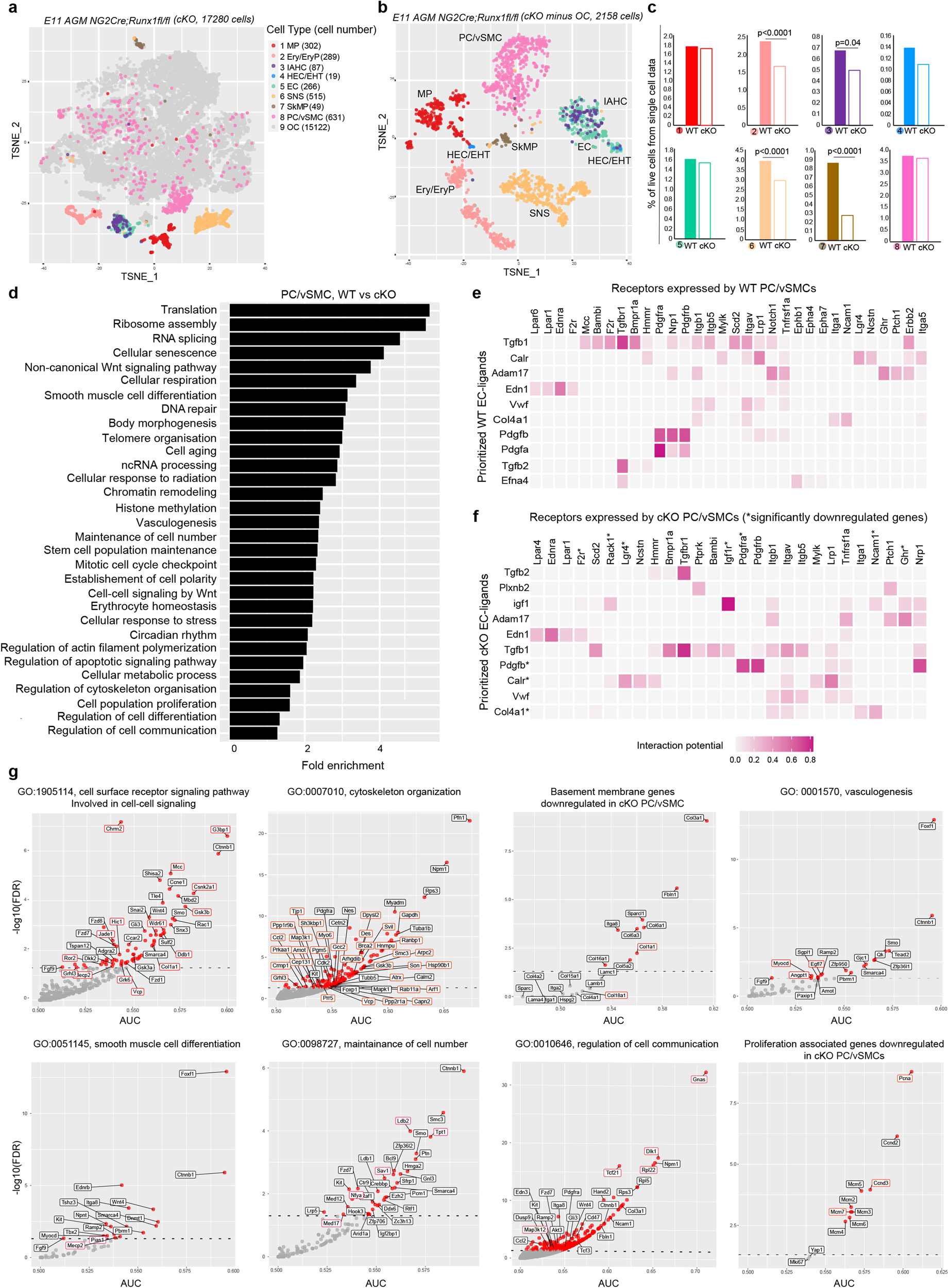 Fig. 4: The genetic programme of PC/vSMCs is altered in NG2-Cre;Runx1fl/fl cKO E11 AGM.