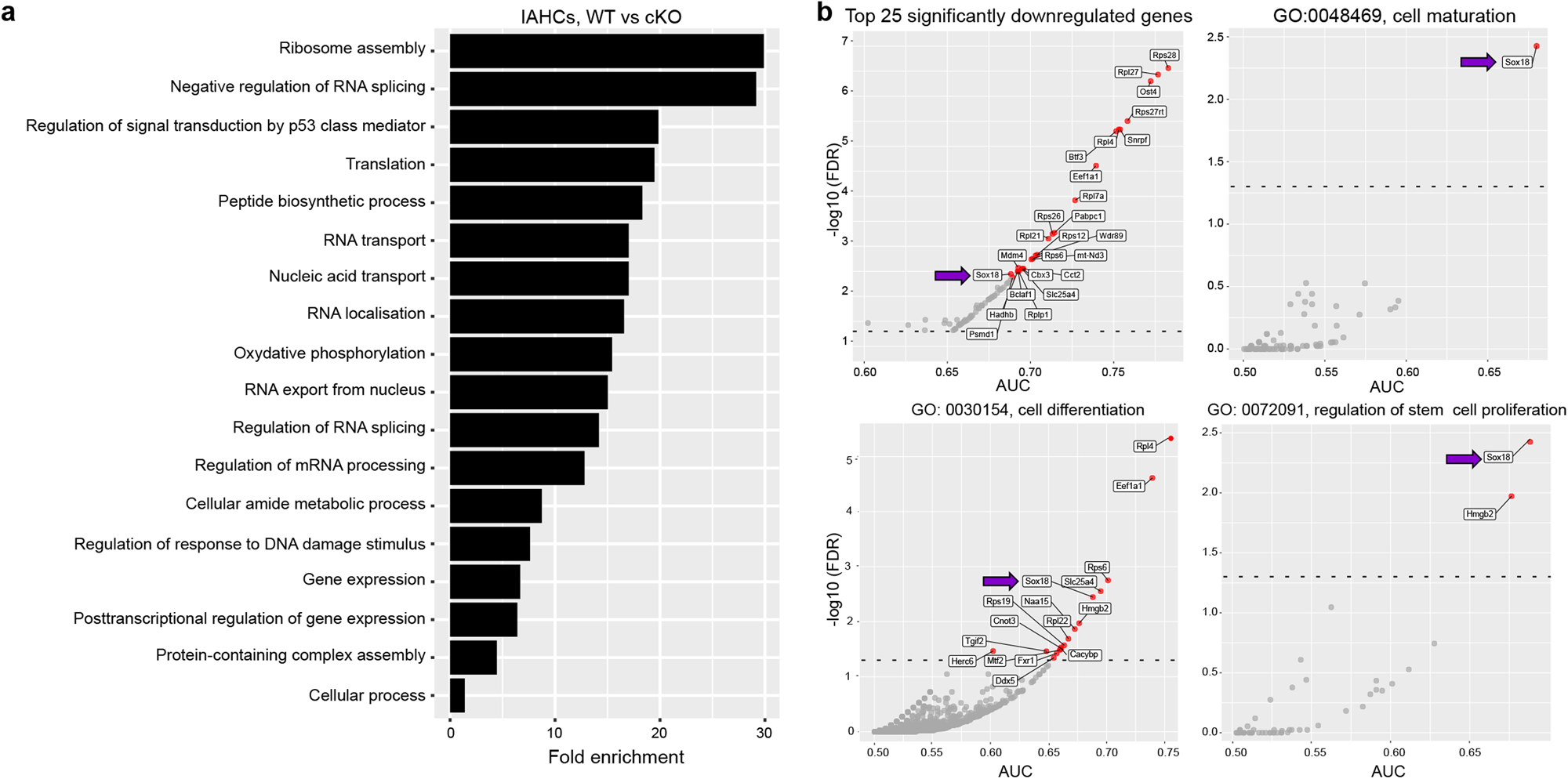 Fig. 6: The genetic programme of cKO IAHCs is different from that of WT IAHCs.