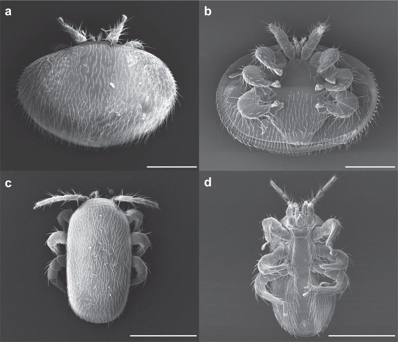 Life-history stage determines the diet of ectoparasitic mites on their  honey bee hosts