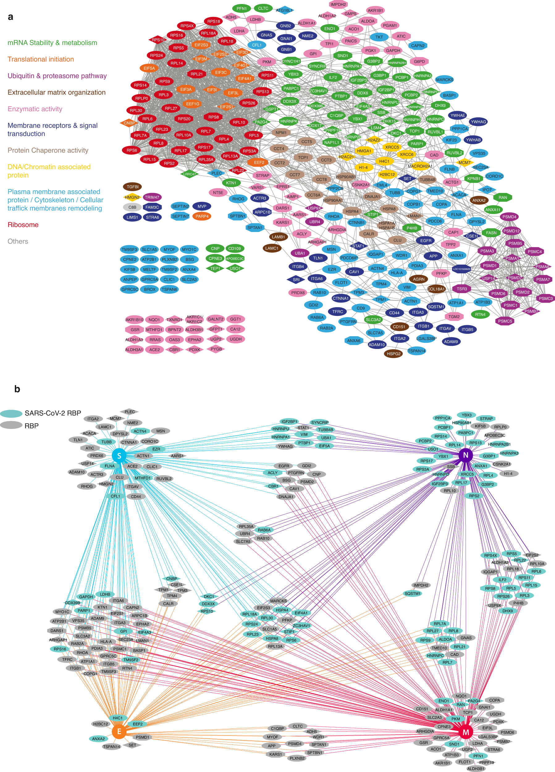 Fig. 2: Host factors associated with SARS-CoV-2 virions interact with each other and with viral RNA and structural proteins within infected cells.