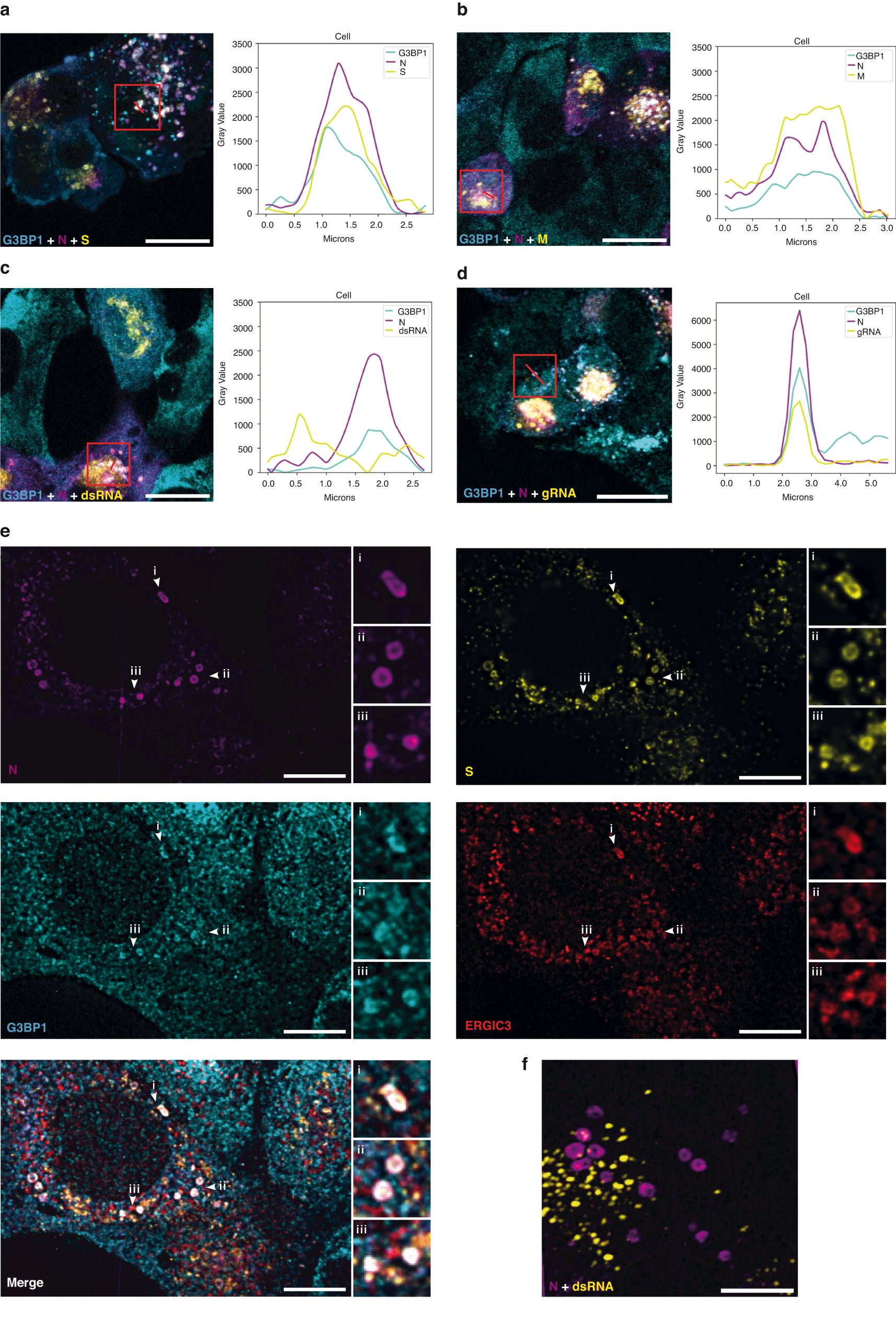 Fig. 5: G3BP proteins accumulate in N vesicles together with S and M proteins and viral genomic RNA.