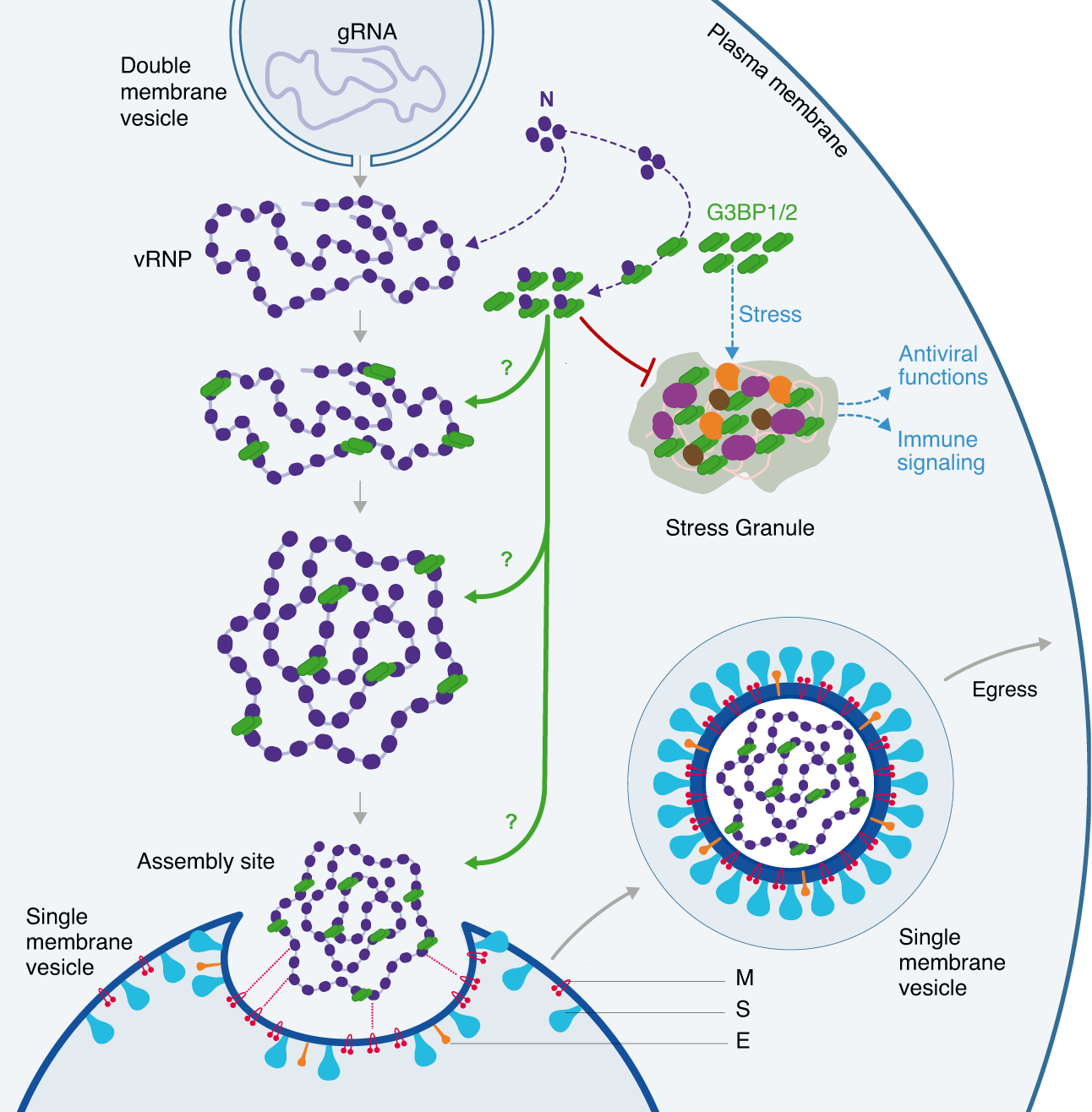 Fig. 7: Schematic model of the possible roles of G3BP proteins in the assembly of SARS-CoV-2 virions.