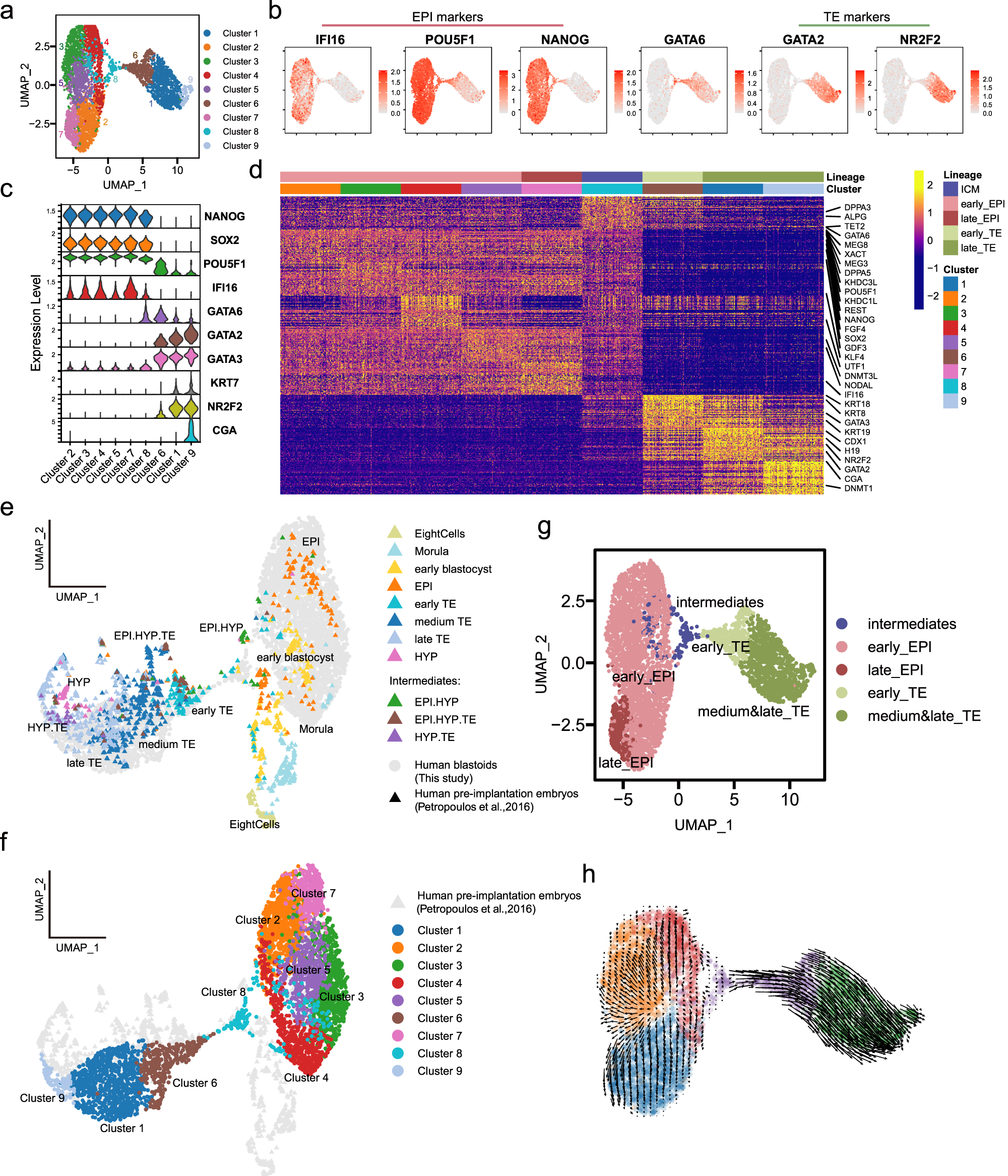 Fig. 3: Spontaneous blastoids resemble early human blastocysts.