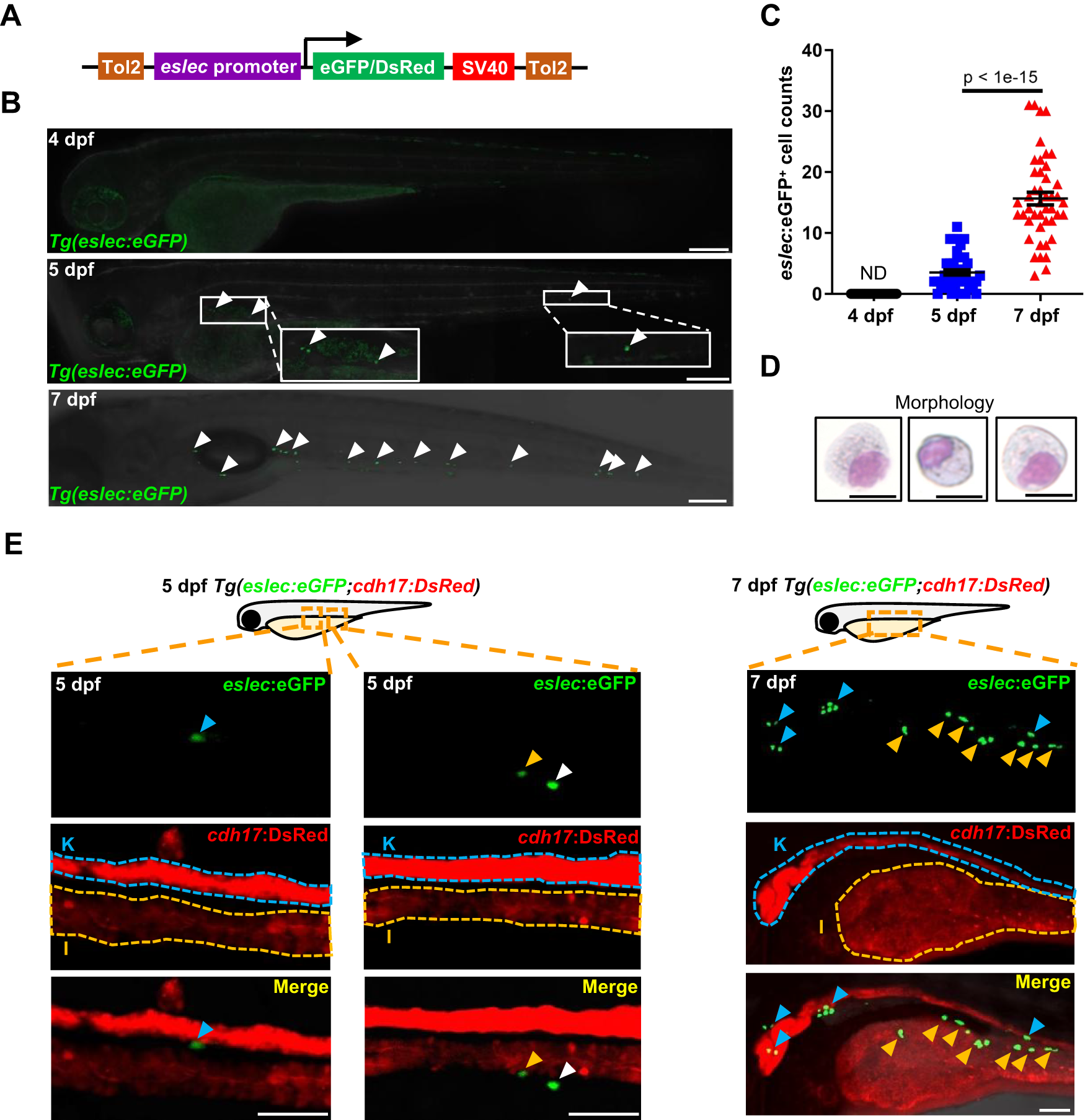 Fig. 1: The early spatial-temporal development and function of zebrafish eosinophils.