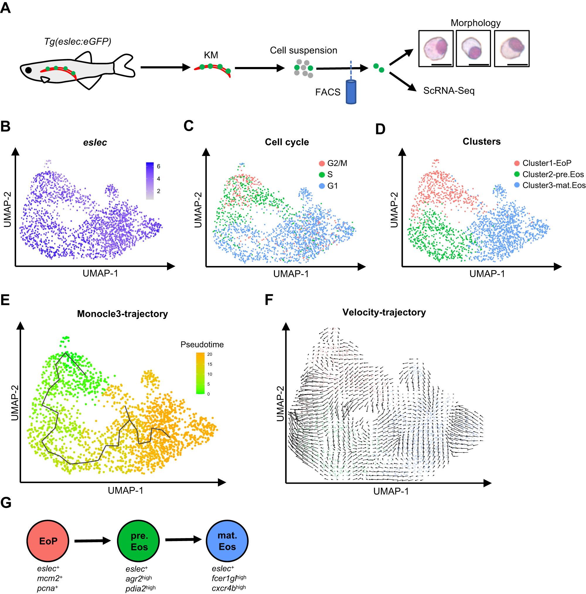 Fig. 2: Landscape of the eosinophilic cell lineage.