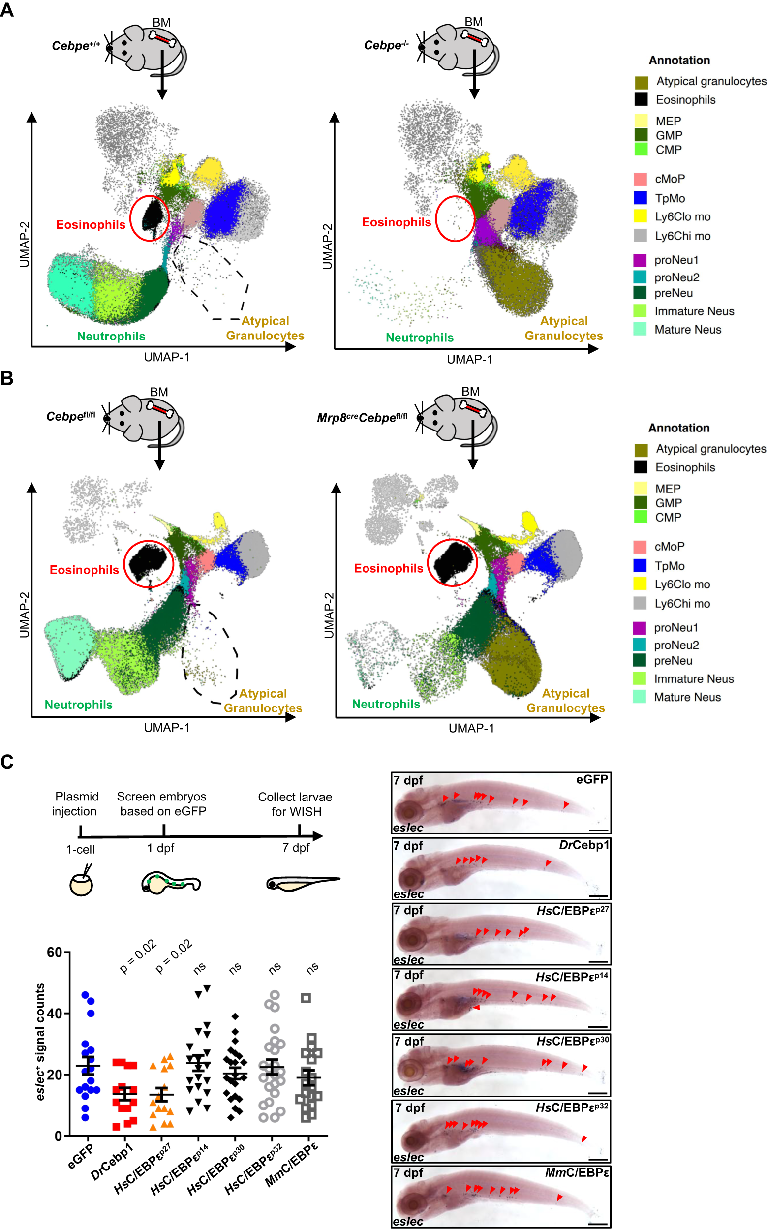 Fig. 7: Cebp1 is the orthologue of human C/EBPεP27 in suppressing eosinophilopoiesis.
