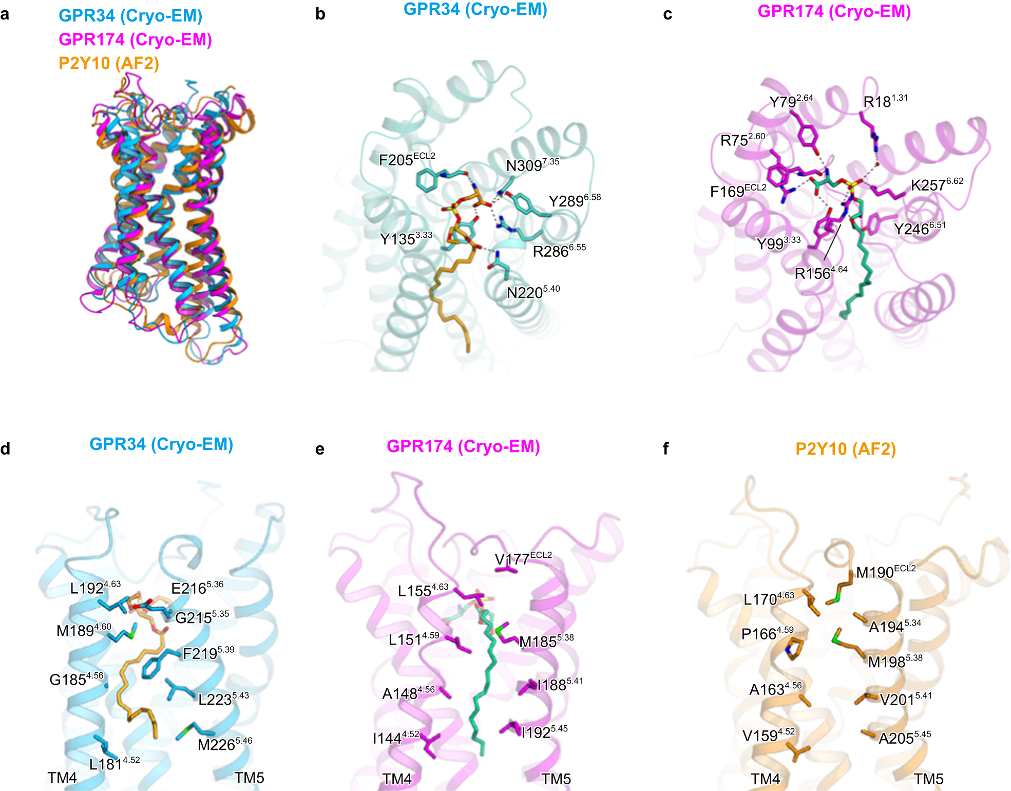 Fig. 6: Structural comparison of GPR34, GPR174, and P2Y10.