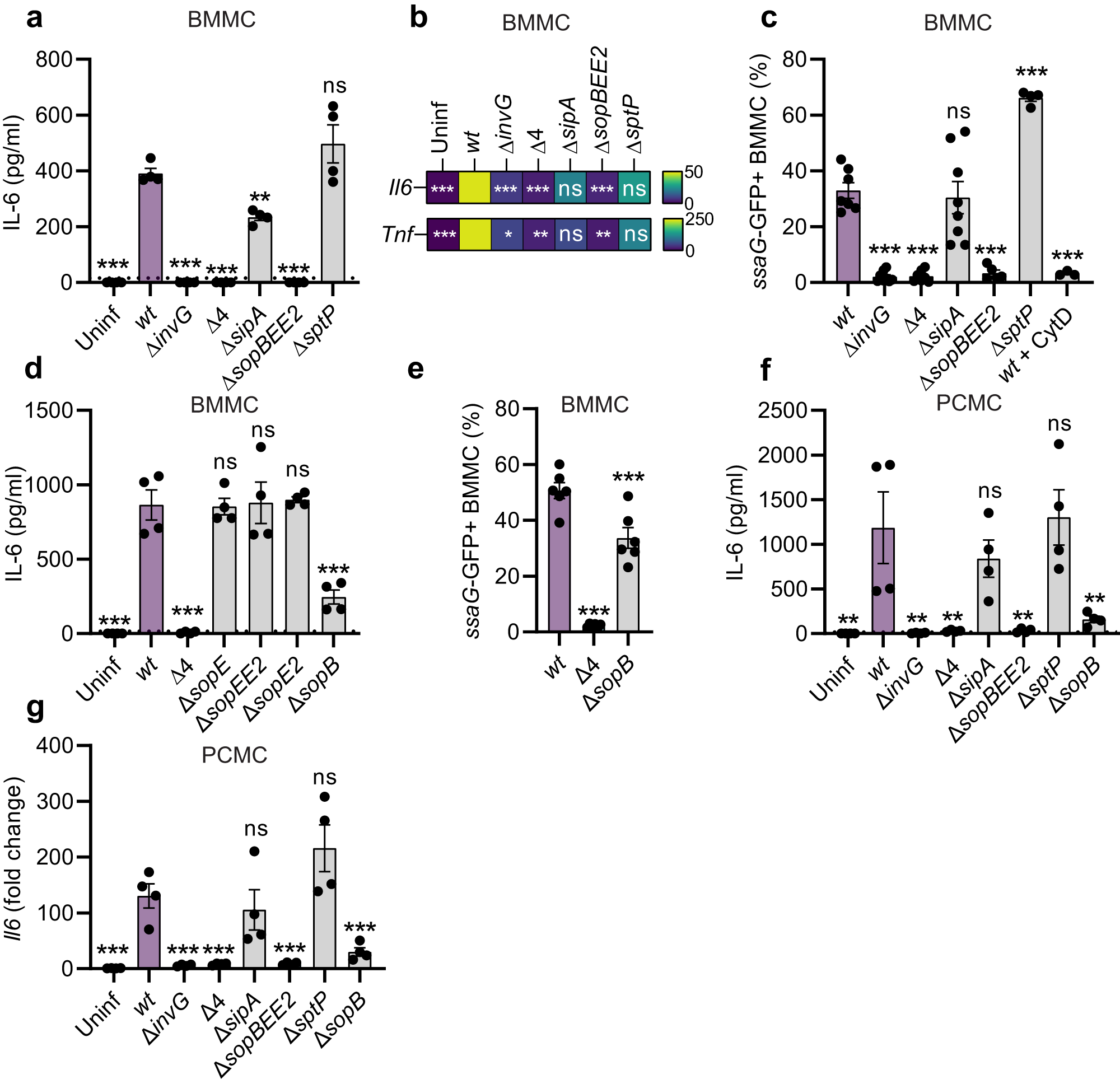 Fig. 3: The TTSS-1 effectors SopB, SopE, and SopE2 induce mast cell cytokine expression and secretion upon Salmonella infection.